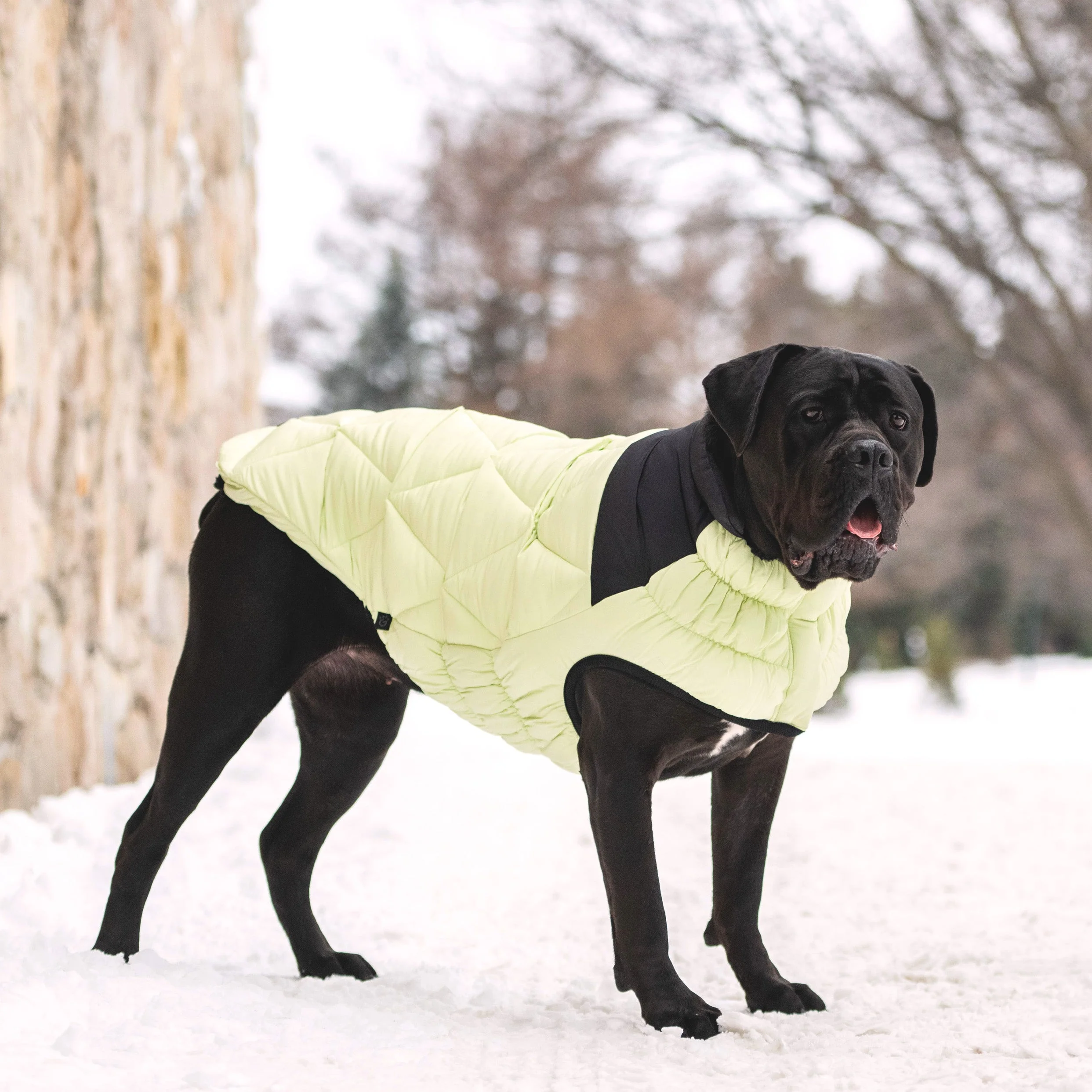 Diamond Puffer - Image 17