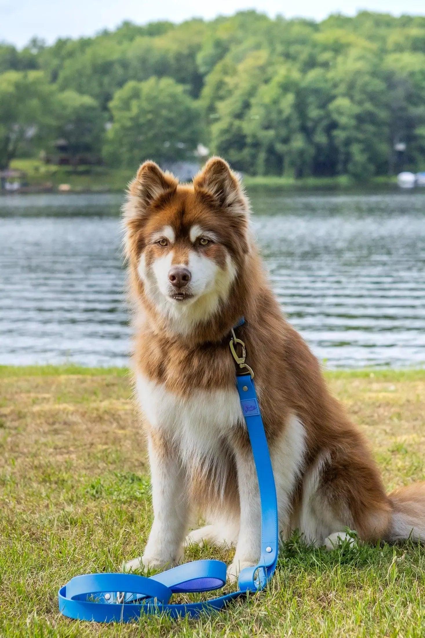 Dockside Adventures Waterproof Dog Leash - Image 2