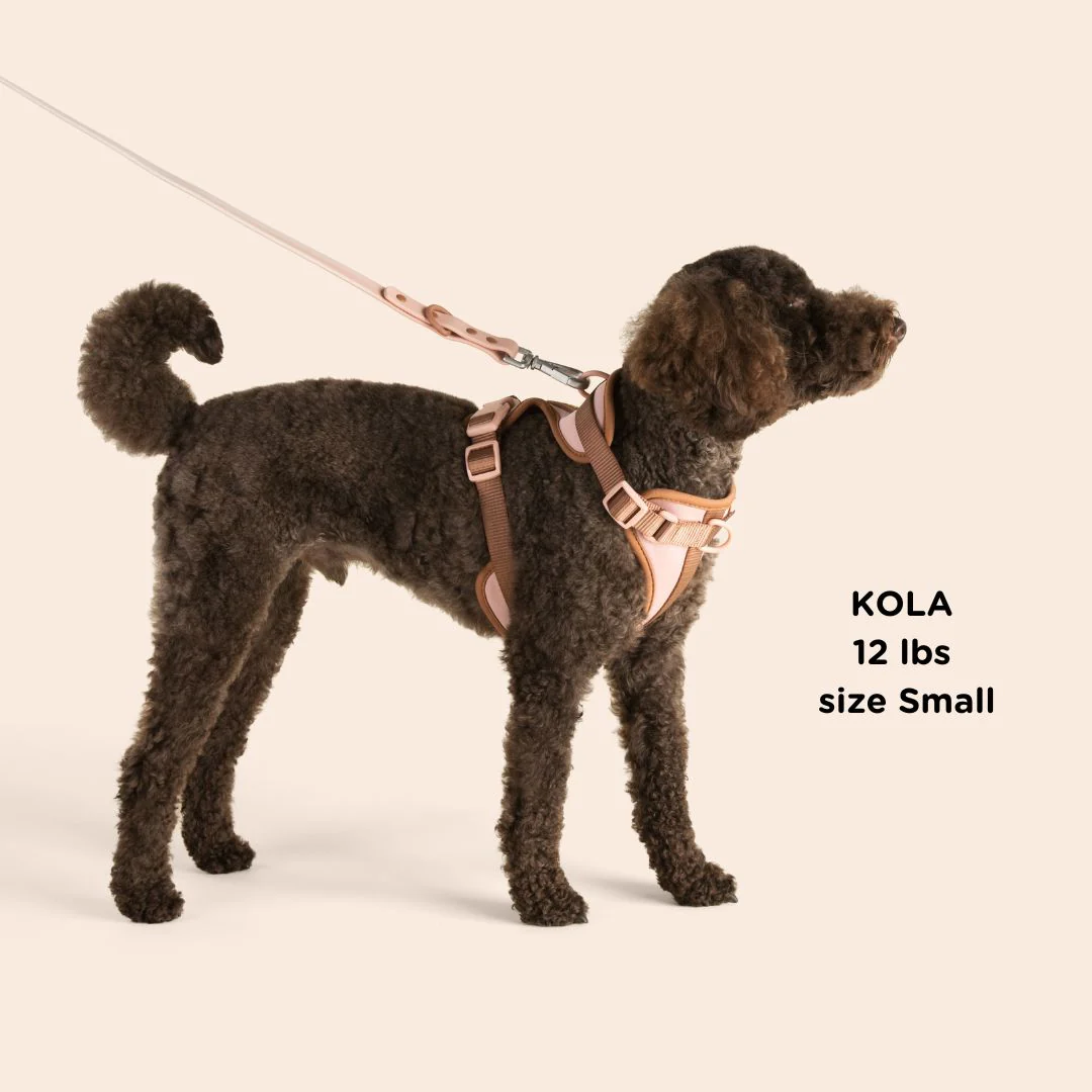 Dog Harness - Image 4