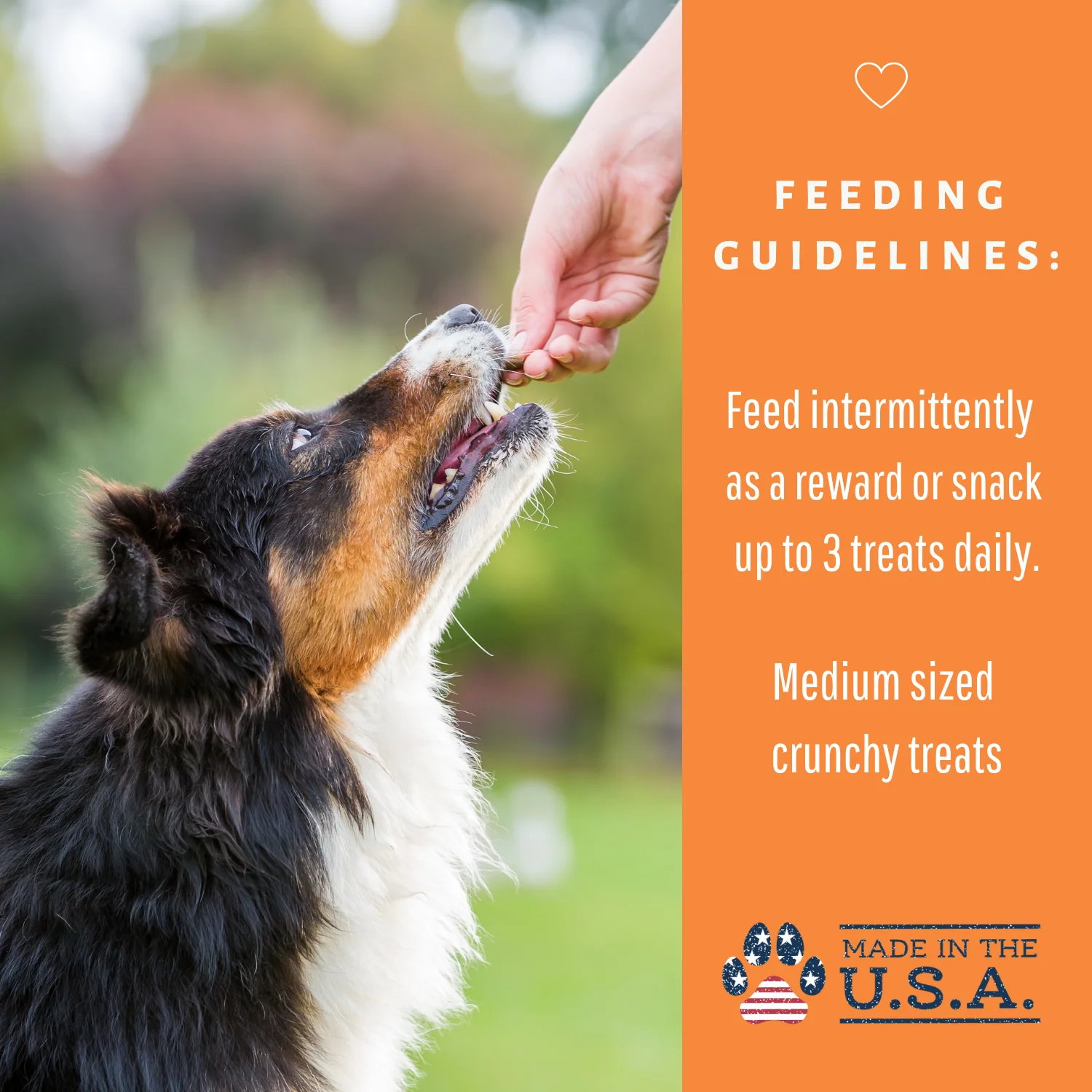Dog Mamma's Organic Pumpkin Snaps Recipe- USDA Organic Certified Dog Treats - Image 8