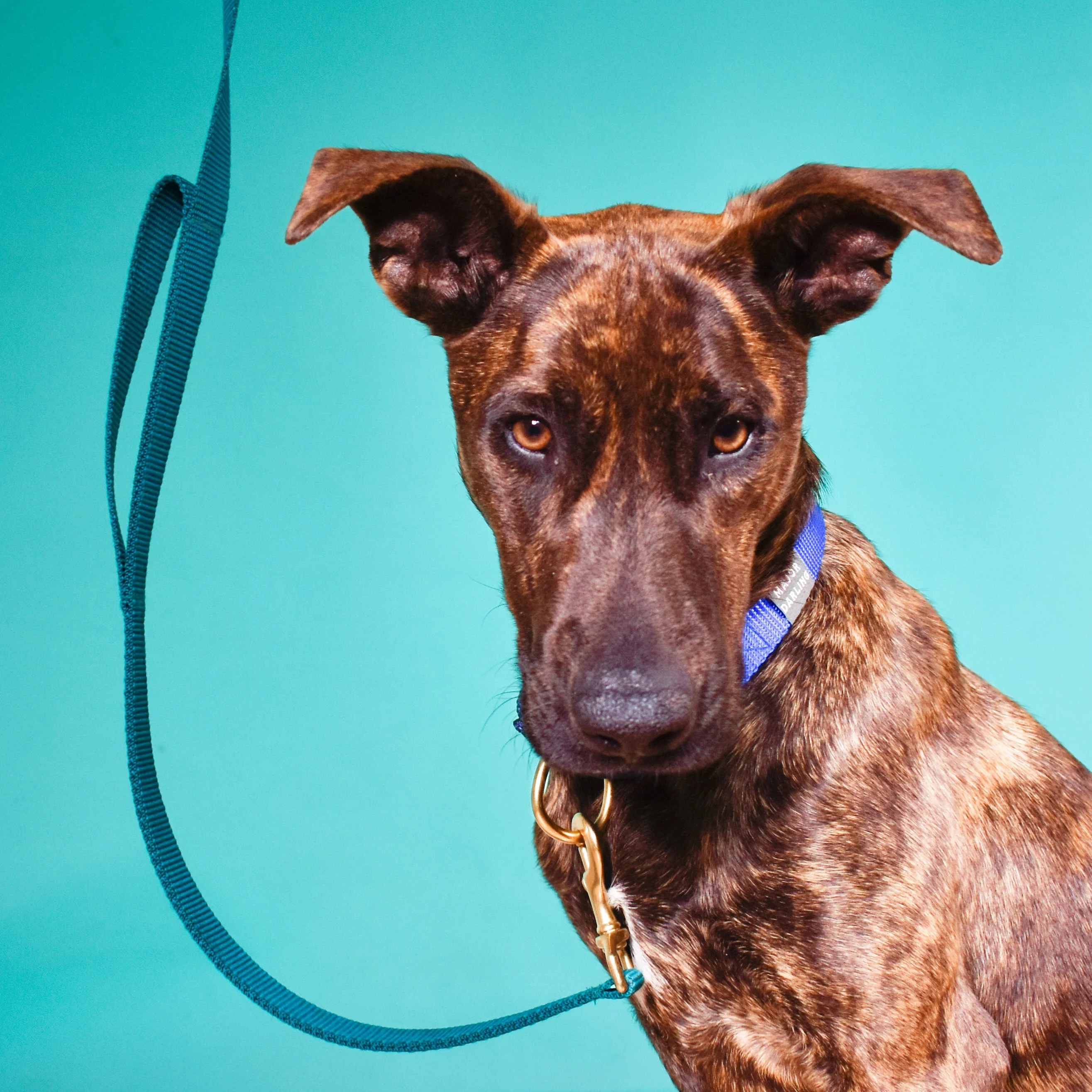 double handle leash / traffic leash - Image 3