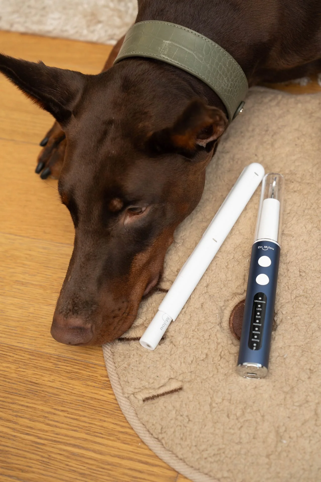 Home Pet Oral Care (Electric Toothbrush / Ultrasonic Dental Scaler / Full Set) by Dr. Milou - Image 3