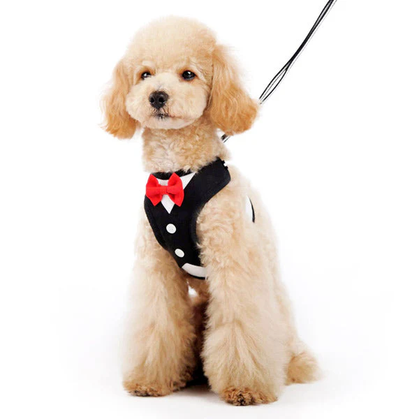 EasyGO Bowtie - Image 2