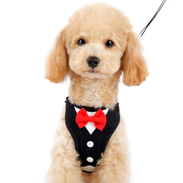 EasyGO Bowtie - Image 6