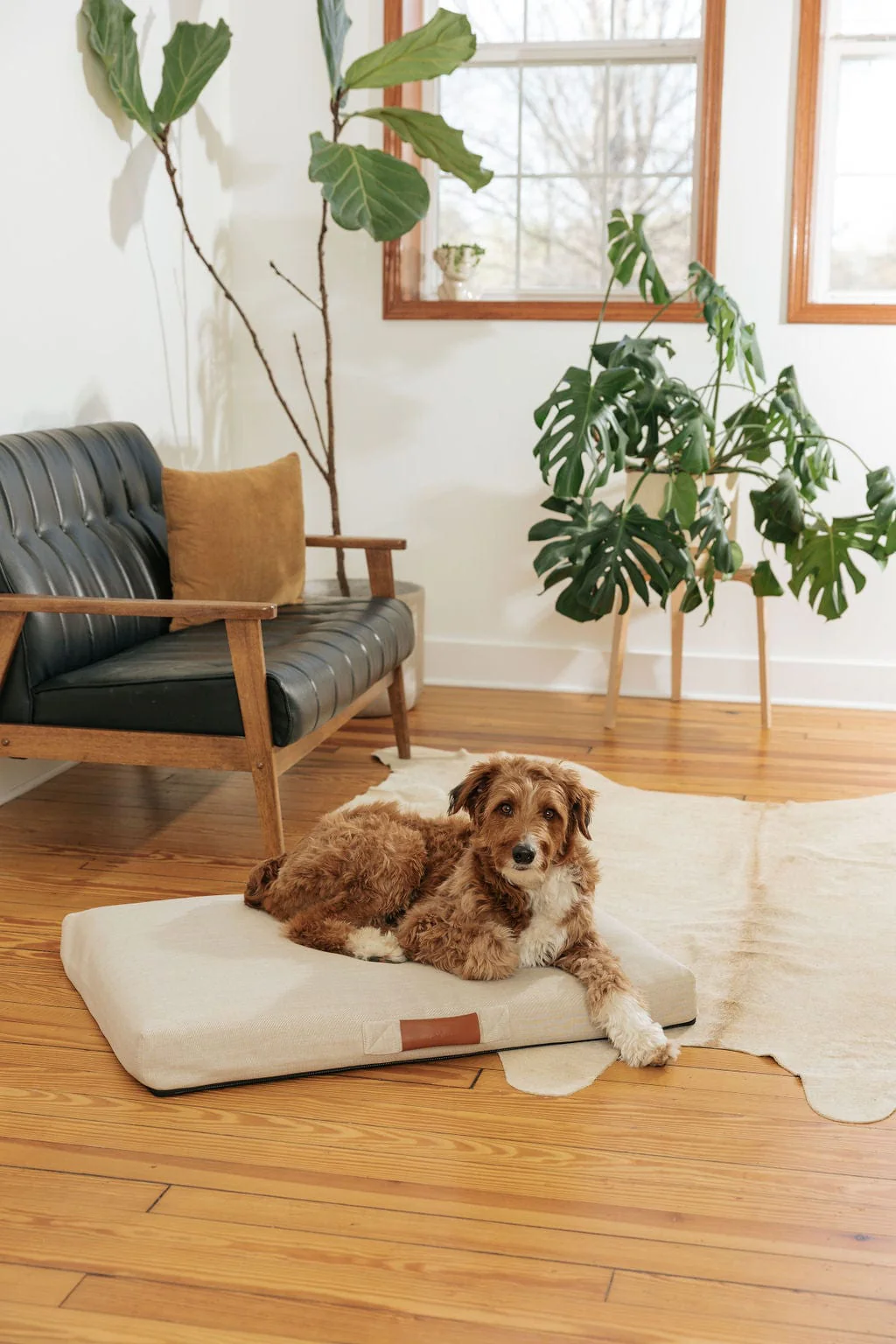 Ecru | Modern Dog Bed or Bed Cover - Image 5