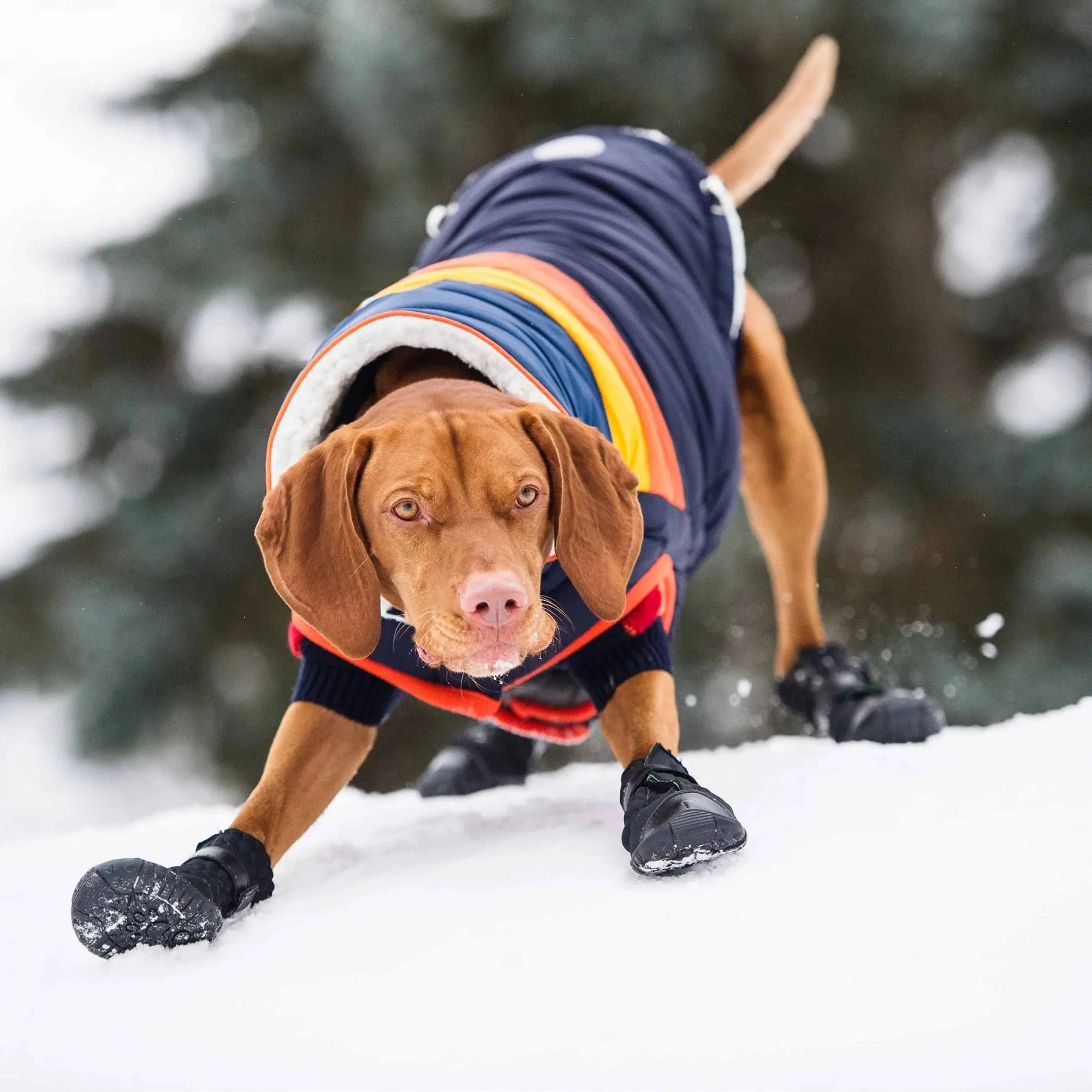 Elasto-Fit Dog Boots - Black - Image 6