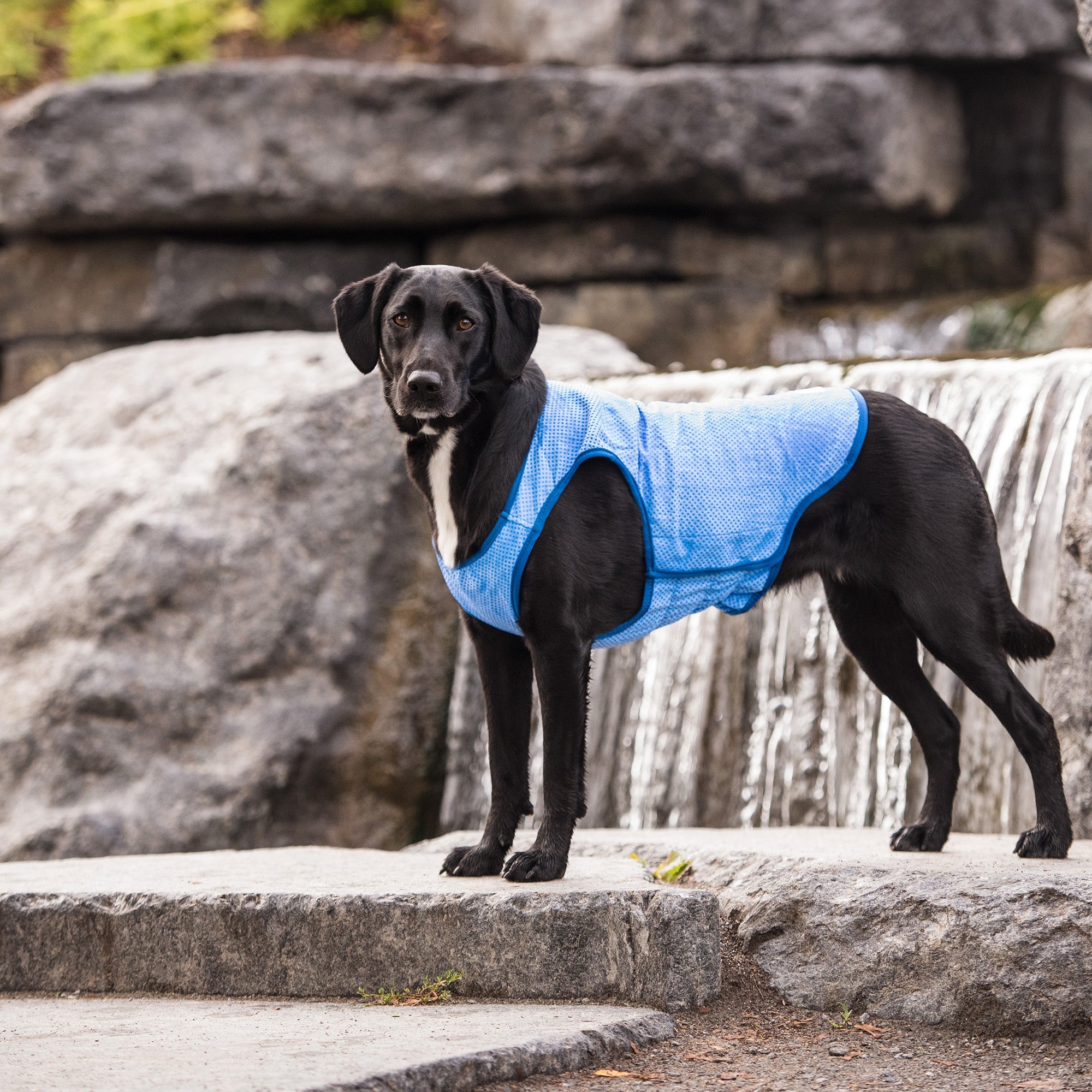 Elasto-Fit Ice Vest - Blue - Image 6