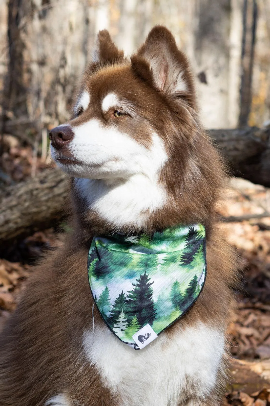 Evergreen Explorer Dog Bandana - Image 2