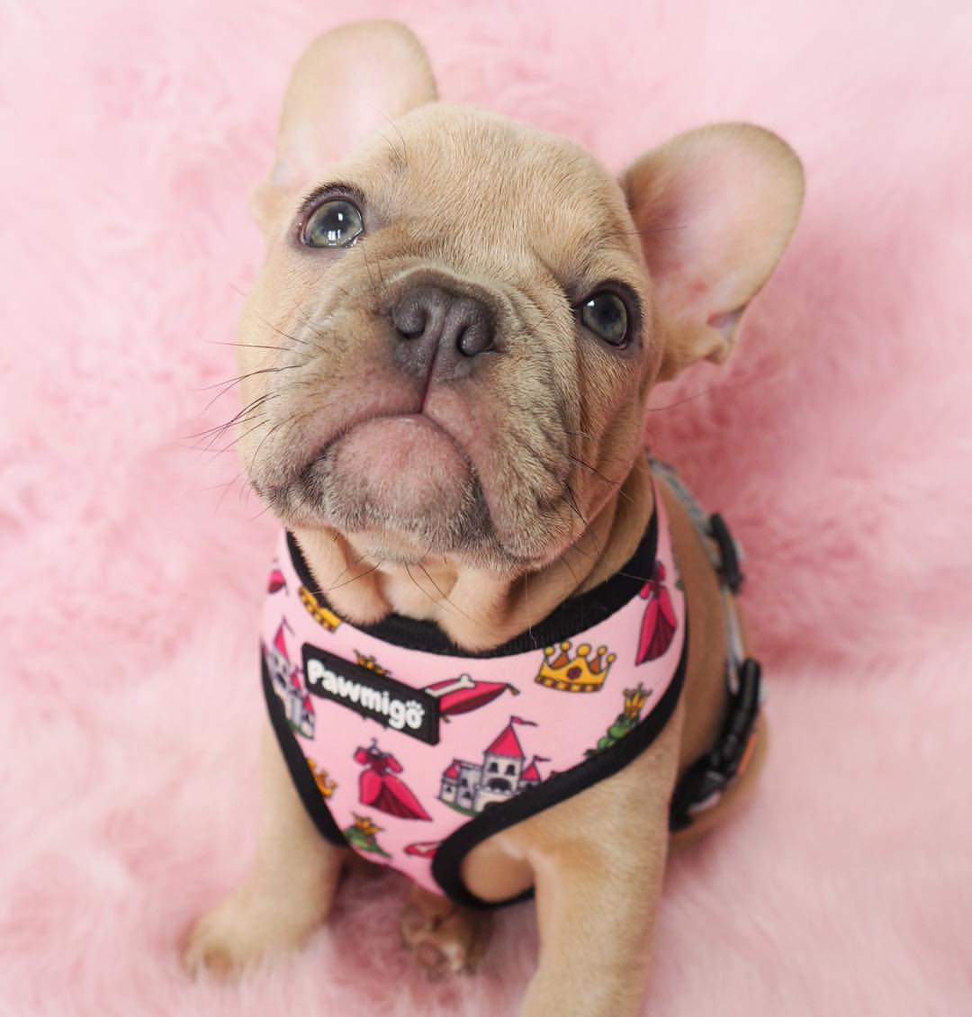 Fairytail Reversible Harness - Image 4