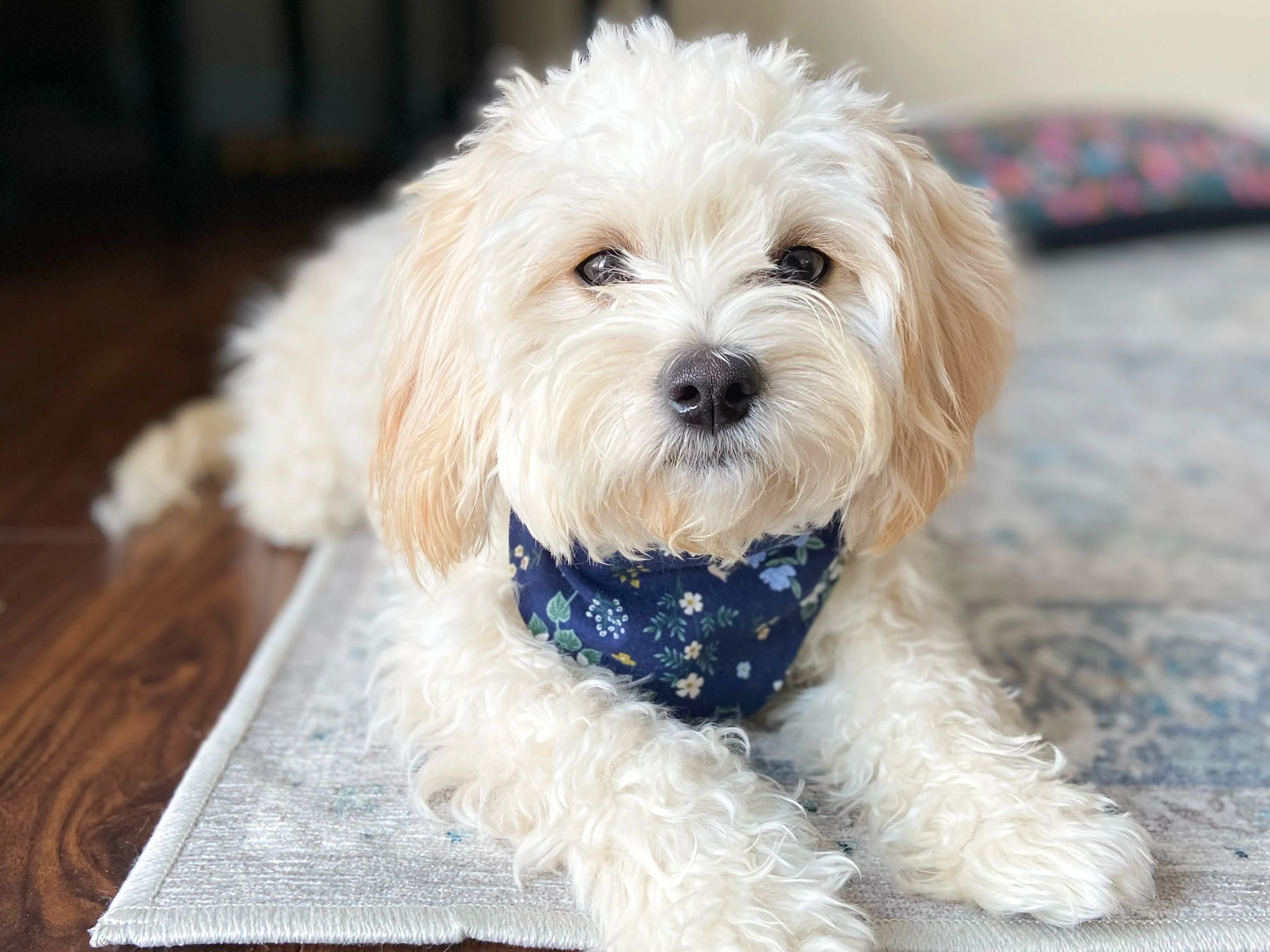 "Fall Leaves" Dog Bandana - Image 6