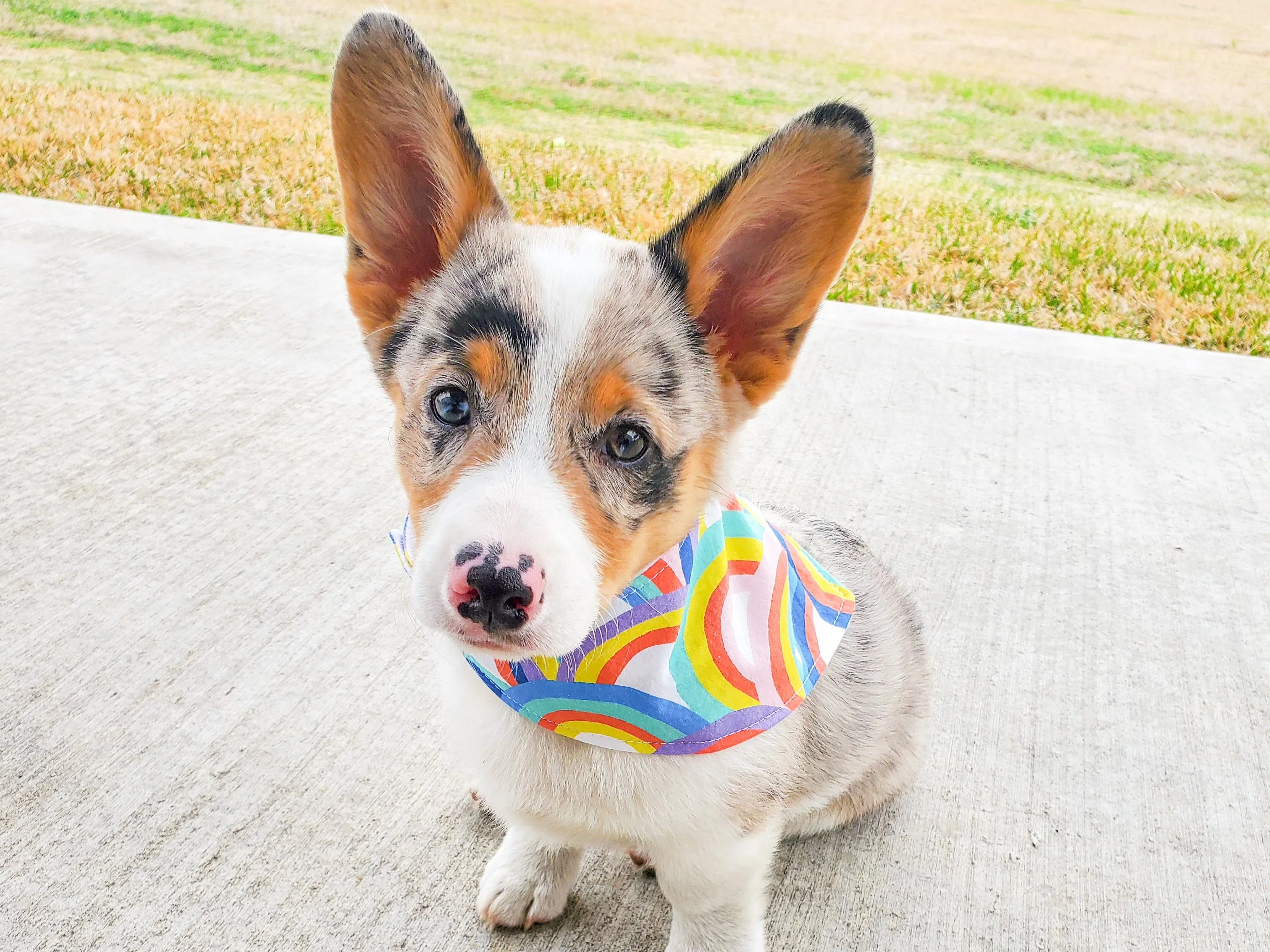 "Fall Leaves" Dog Bandana - Image 8