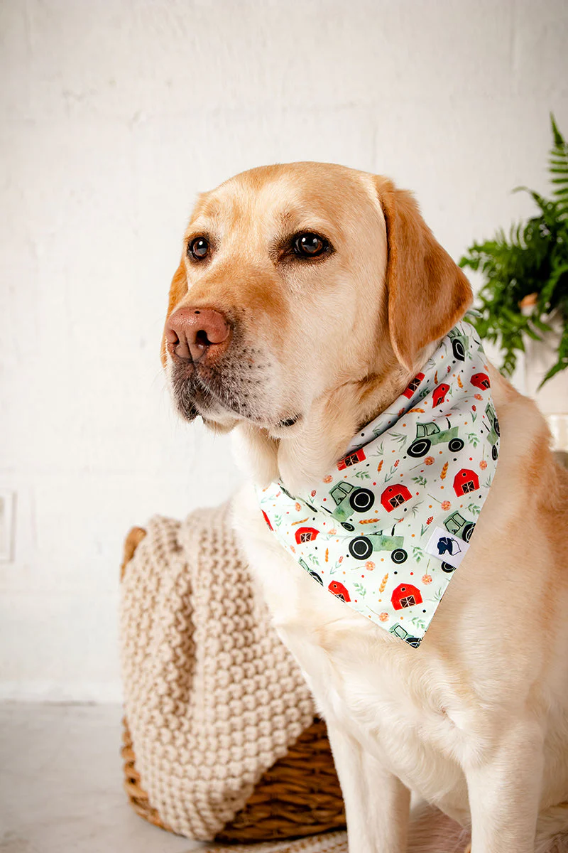 Farmers Market Dog Bandana - Image 5