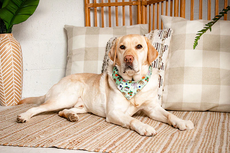 Farmers Market Dog Bandana - Image 6