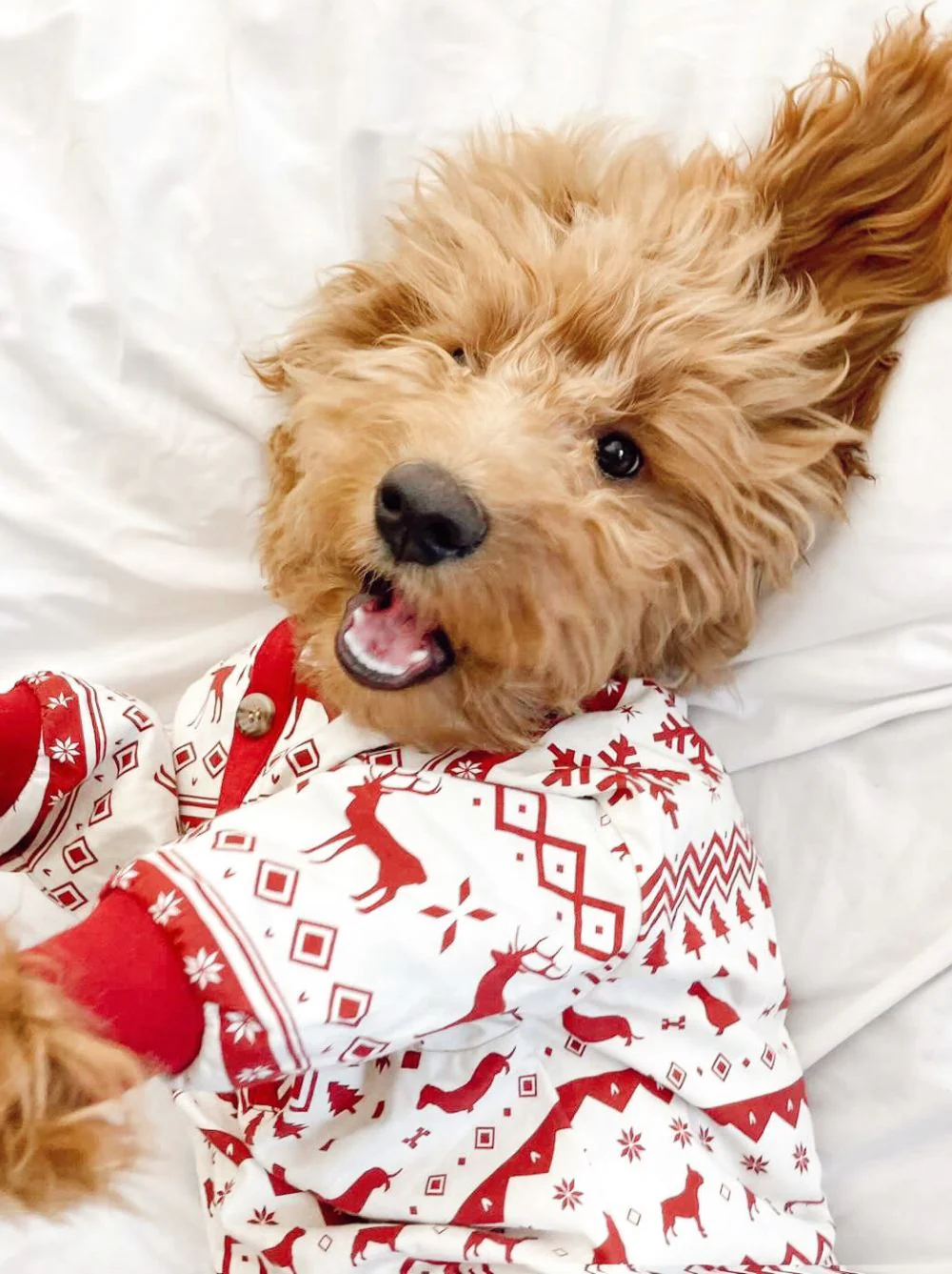 Festive Fam Holiday Pajama (Kid Sizes Only) - Image 2