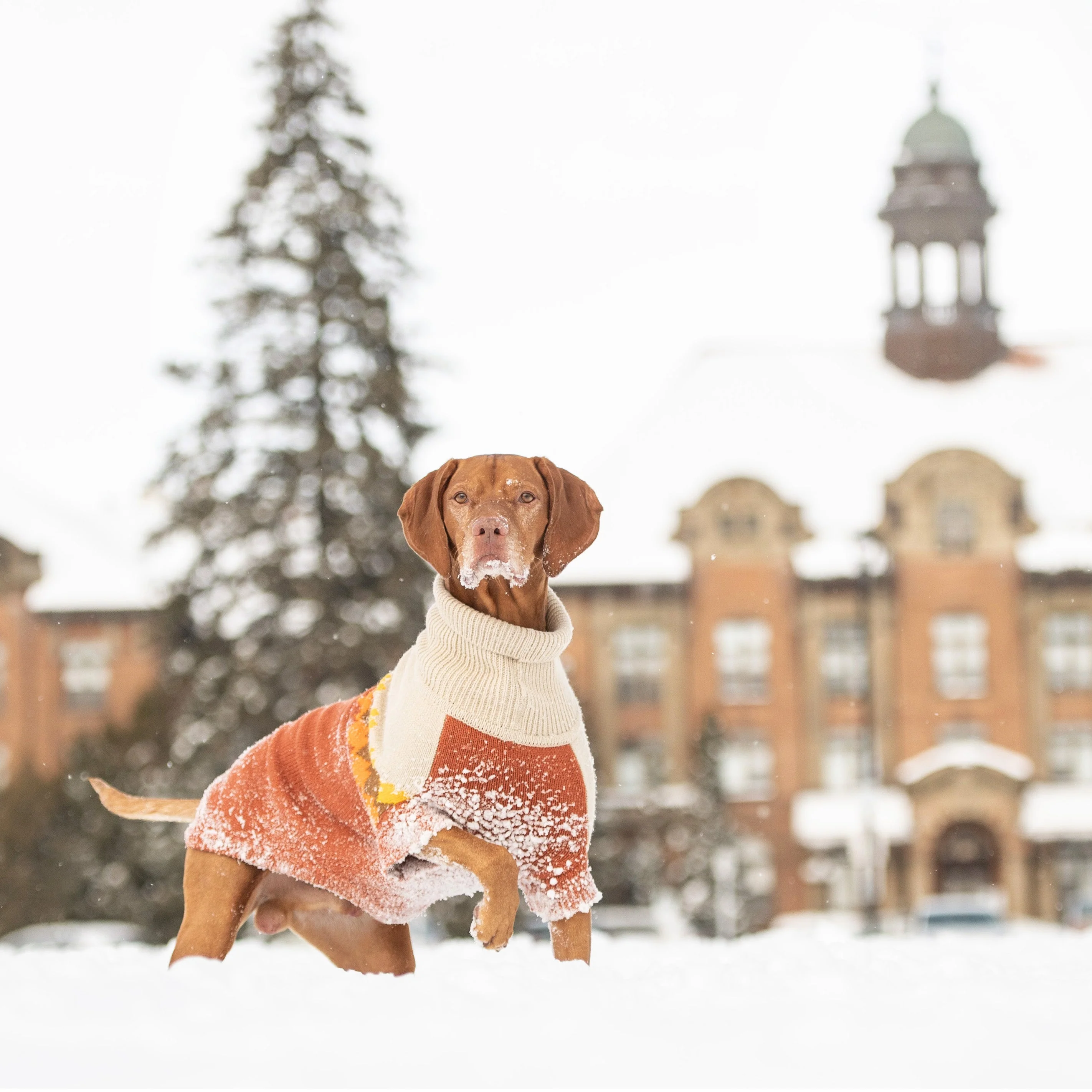 Fireside Sweater - Chili - Image 5