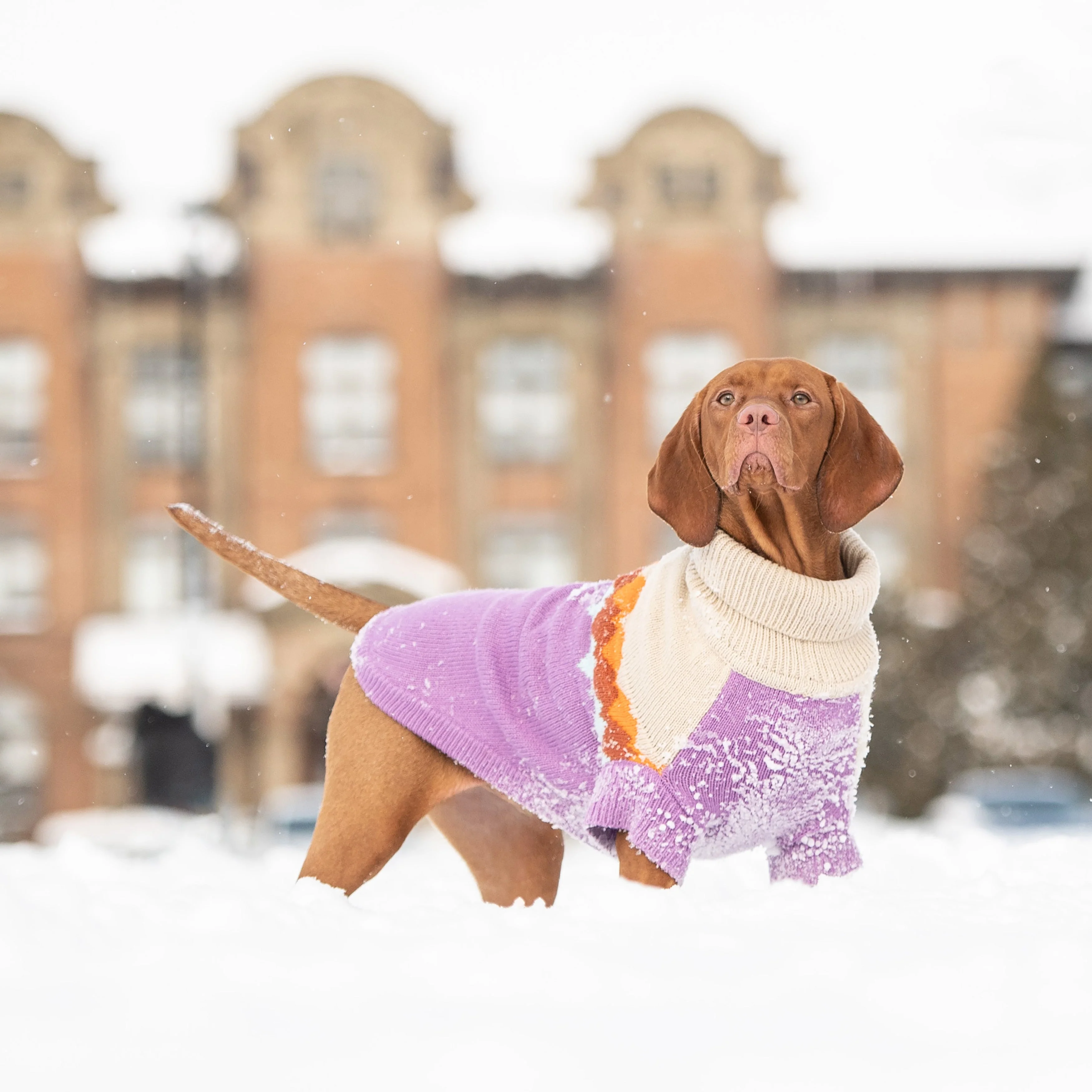 Fireside Sweater - Purple - Image 5