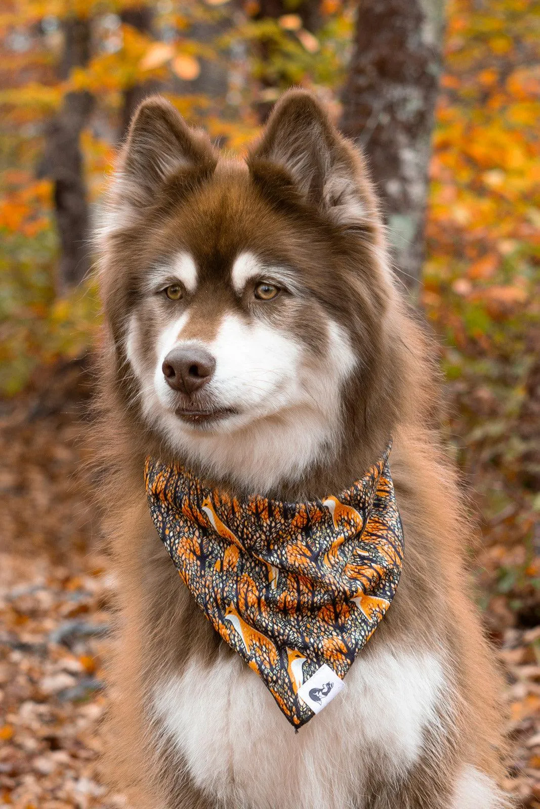 Foxes in Fall Dog Bandana & Matching Keychain - Image 3