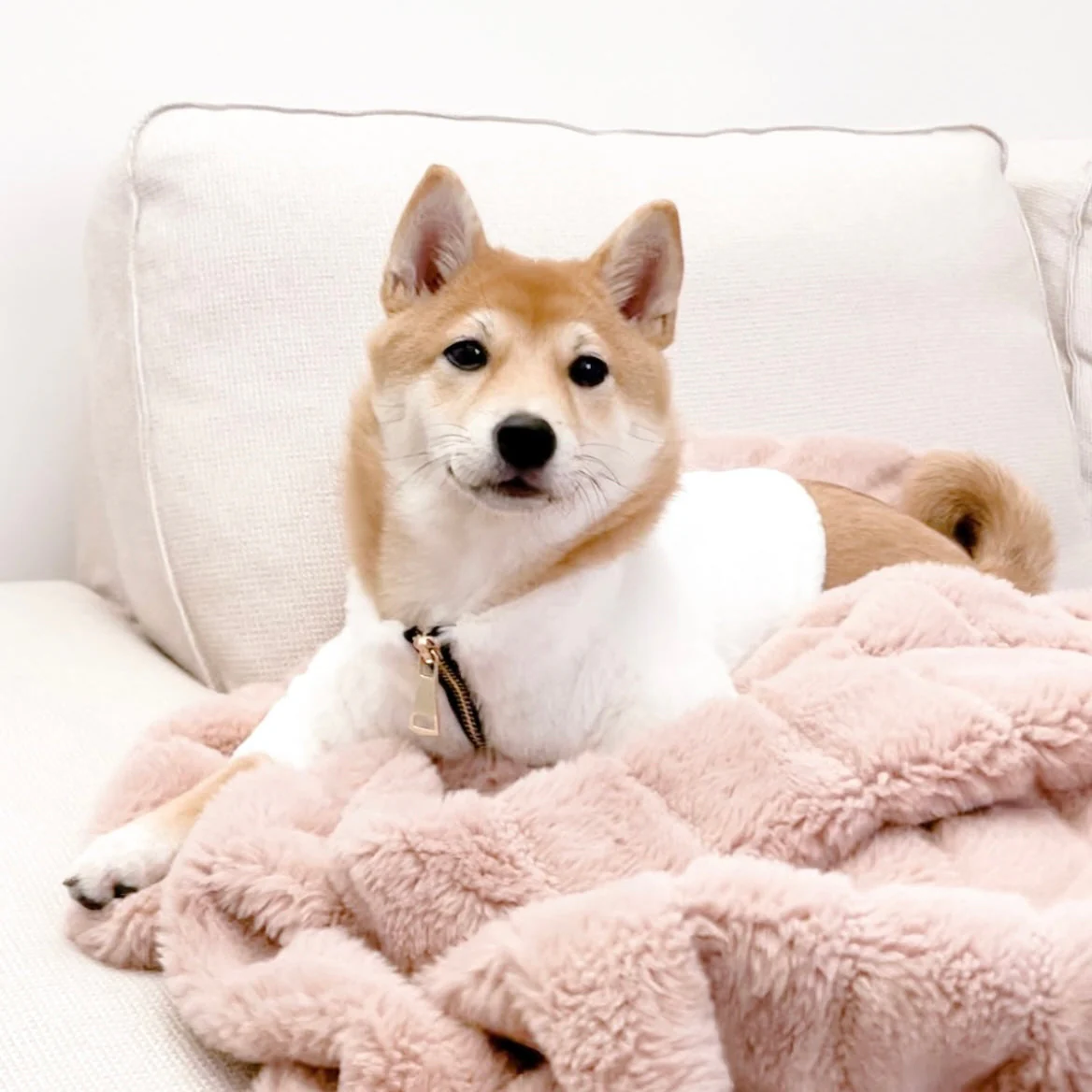 Furi Pet Coat - Bone - Image 4