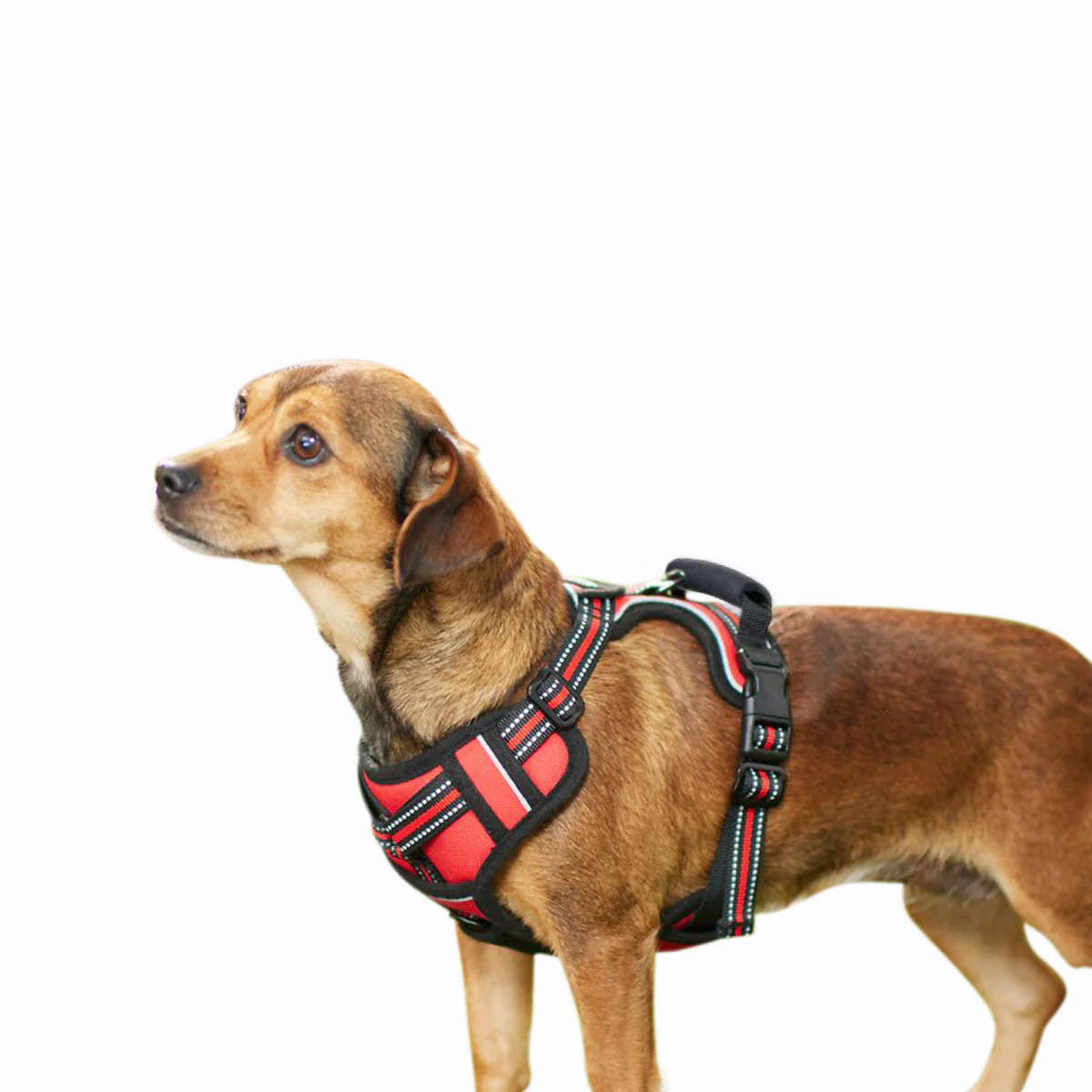 GOOPAWS Padded Reflective Pet Dog Harness, Lightweight Ripstop, Red - Image 11