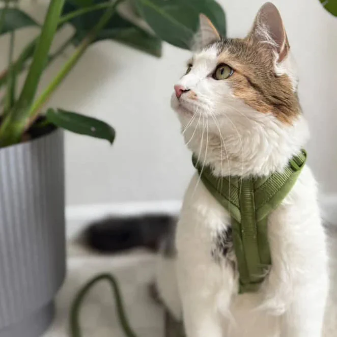 Green - Velvet Dog Harness - Image 3