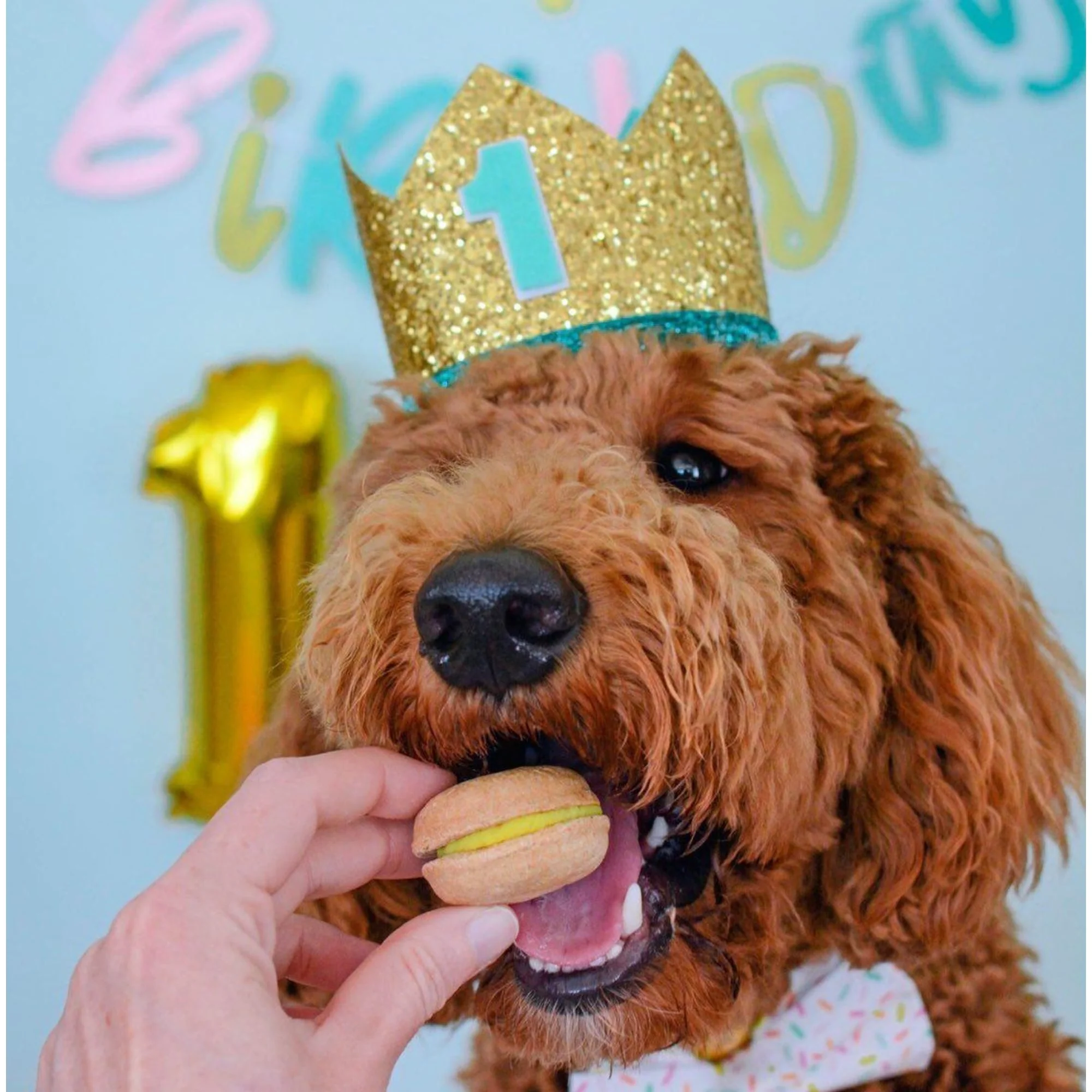 Happy Birthday Dog Treats Gift Box - Image 8