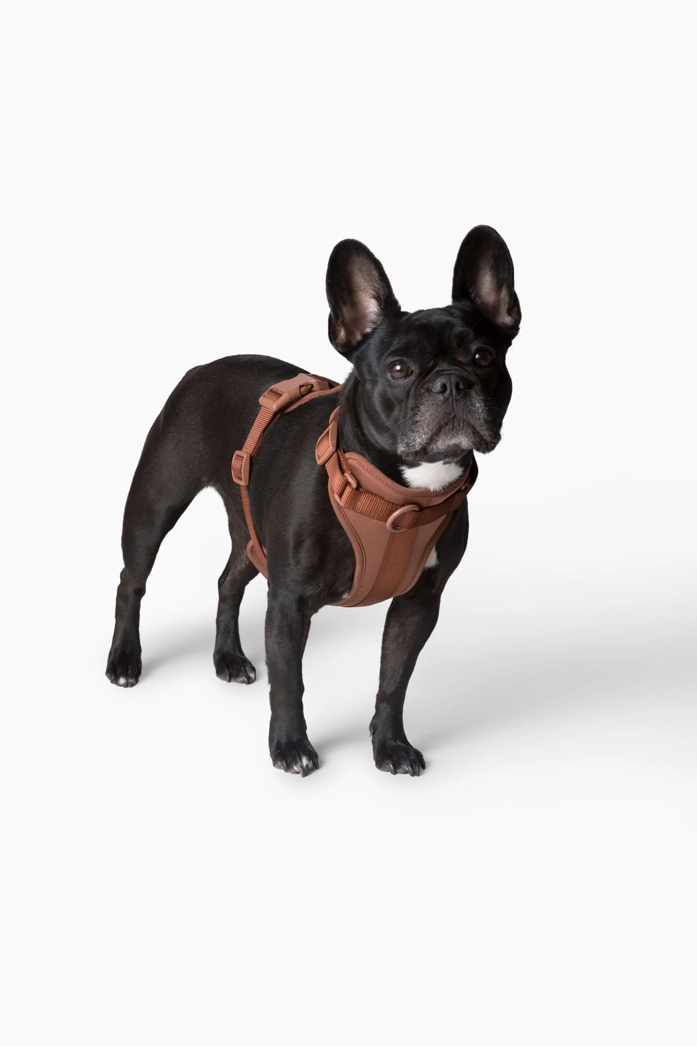 Harness - Image 10