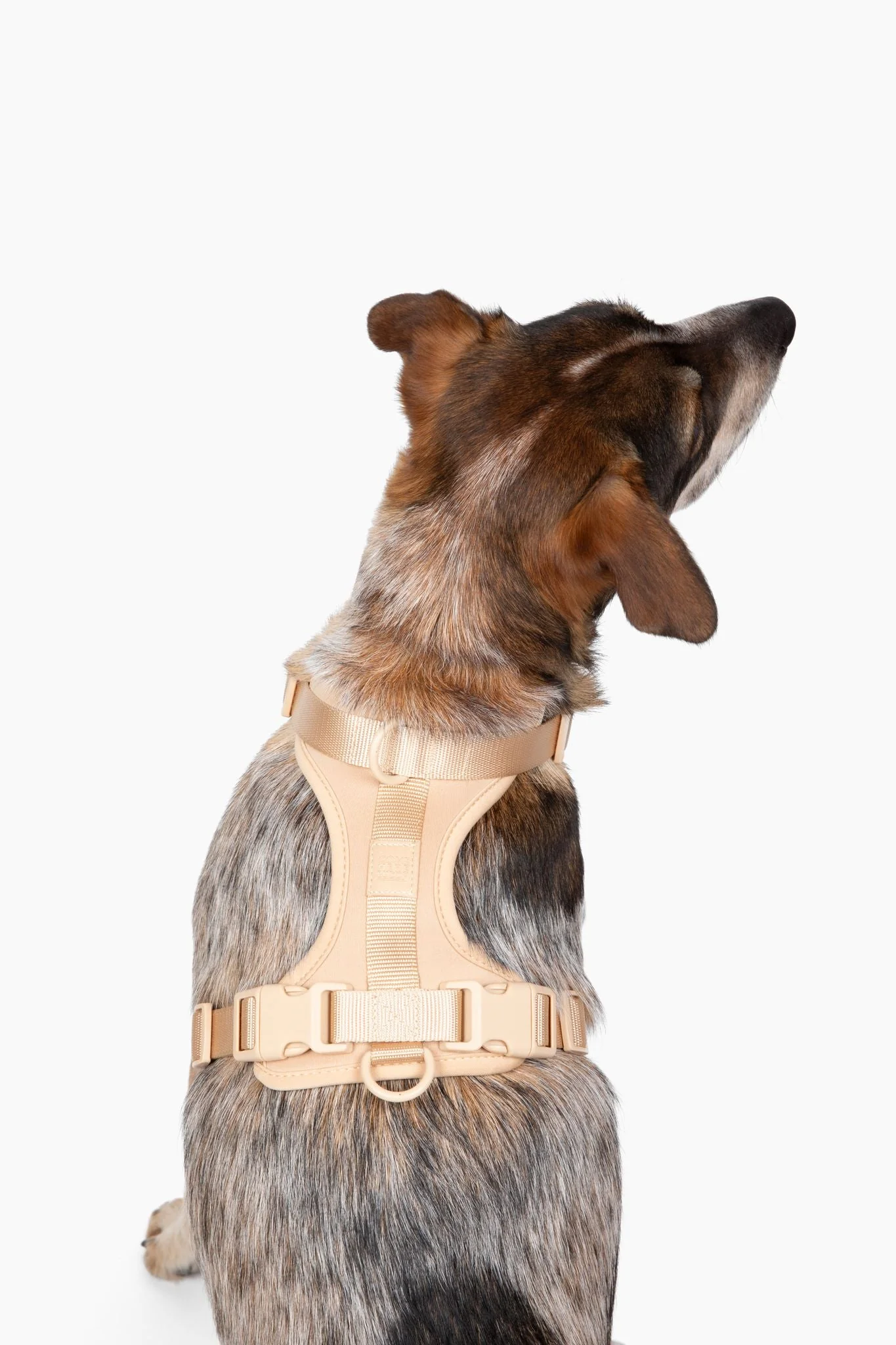 Harness - Image 16
