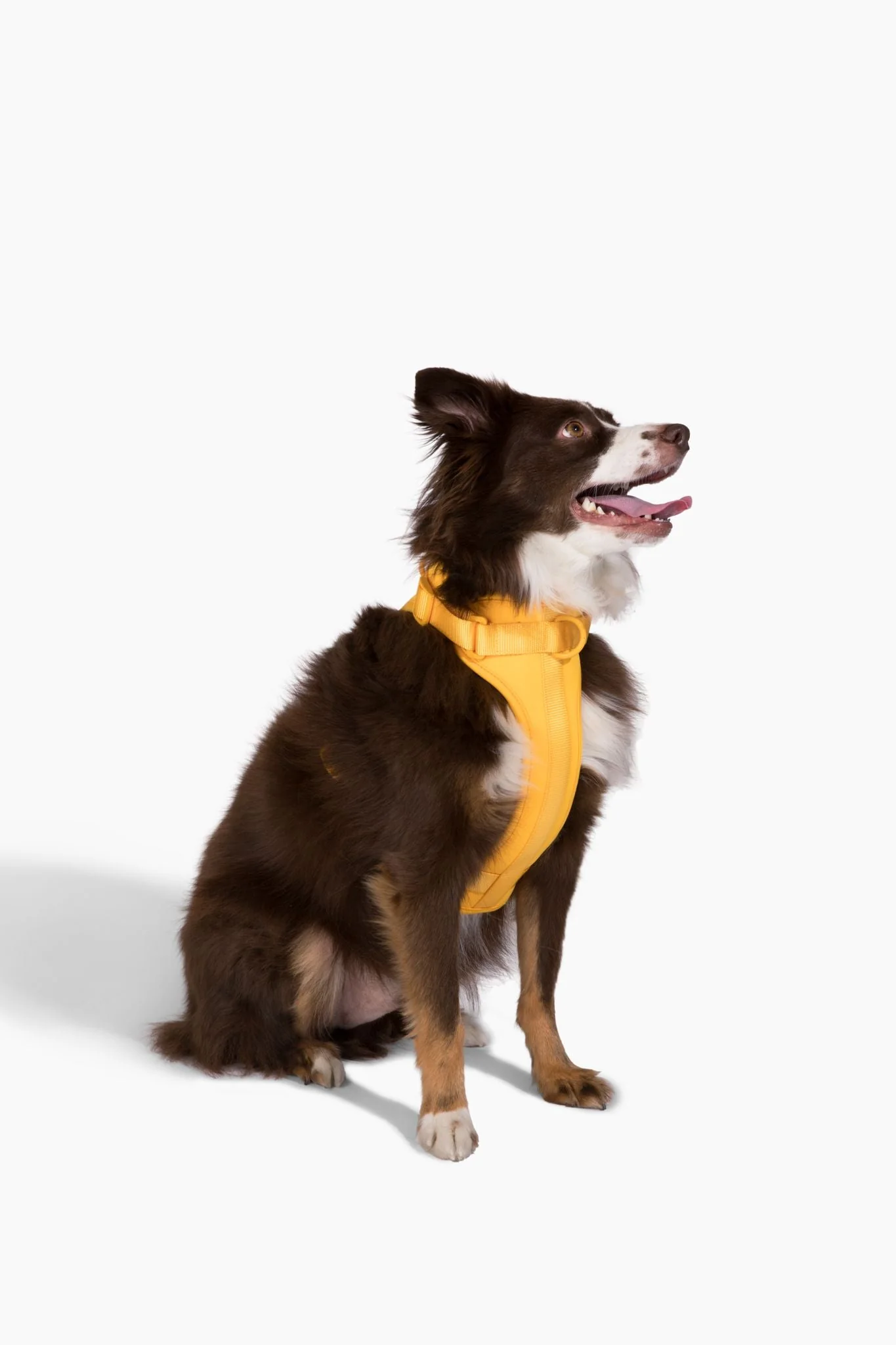 Harness - Image 22