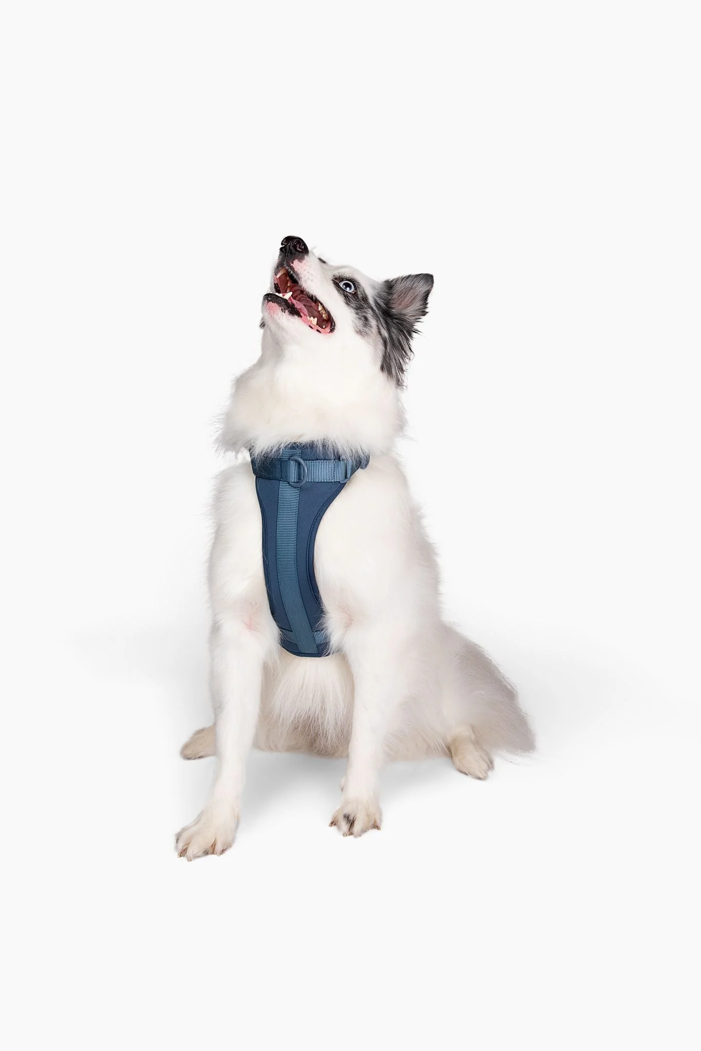 Harness - Image 24
