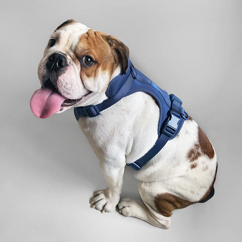 Harness - Image 35