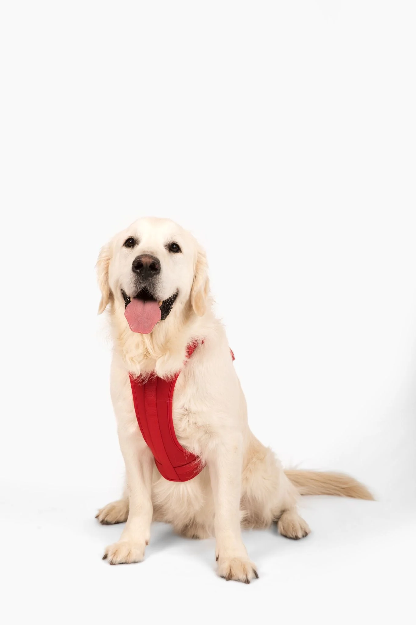 Harness - Image 8