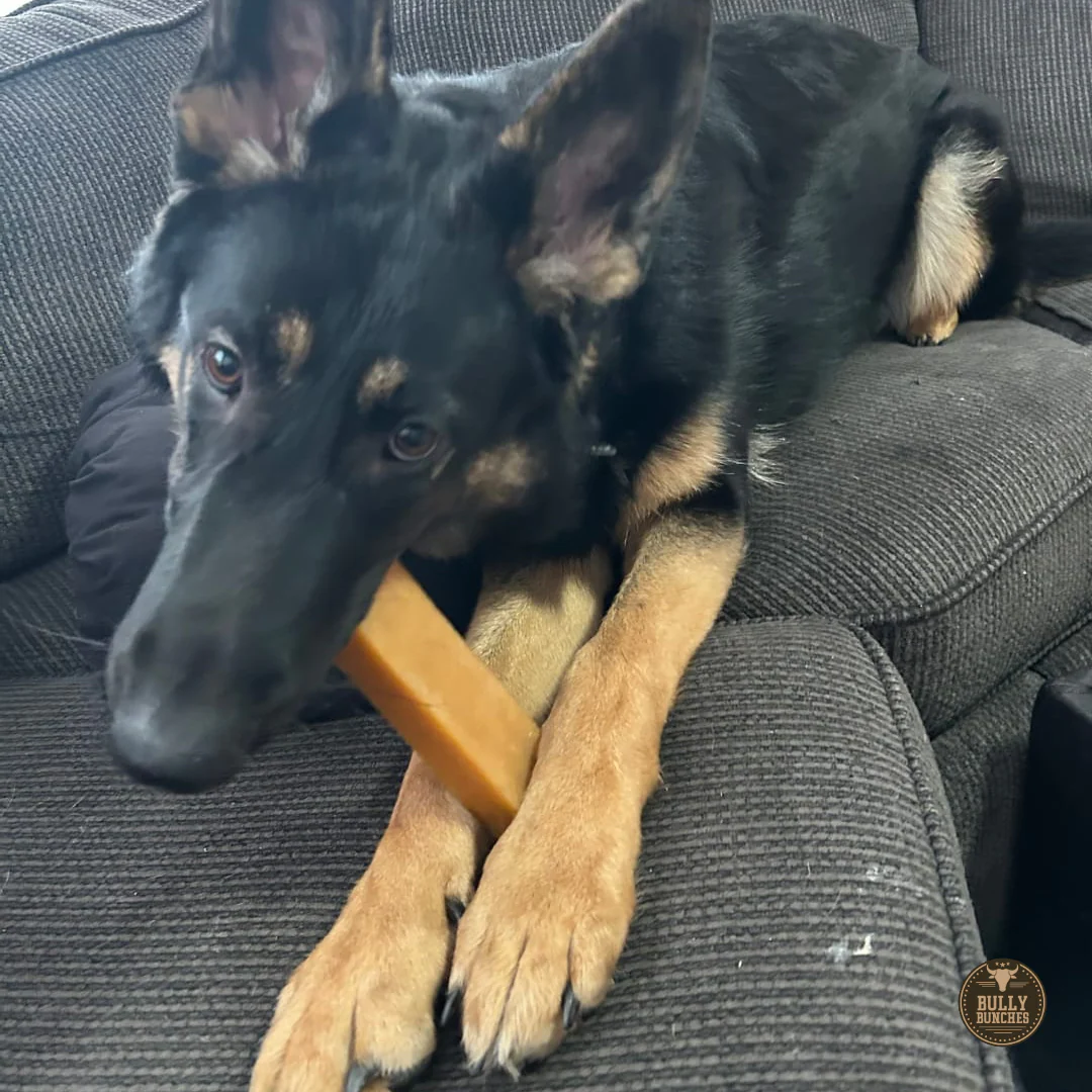 Himalayan Yak Chew (EXTRA LARGE) - Image 10