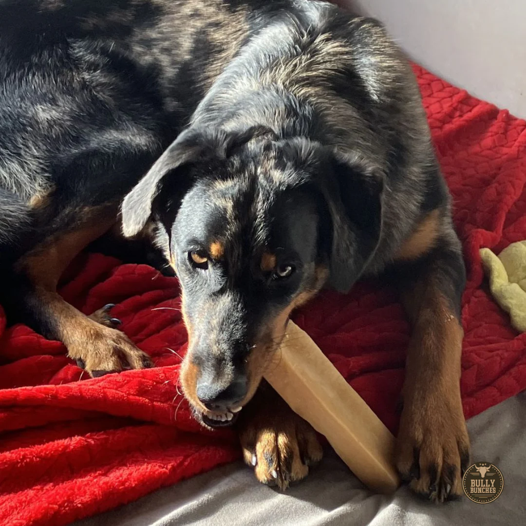 Himalayan Yak Chew (MEGA) - Image 5