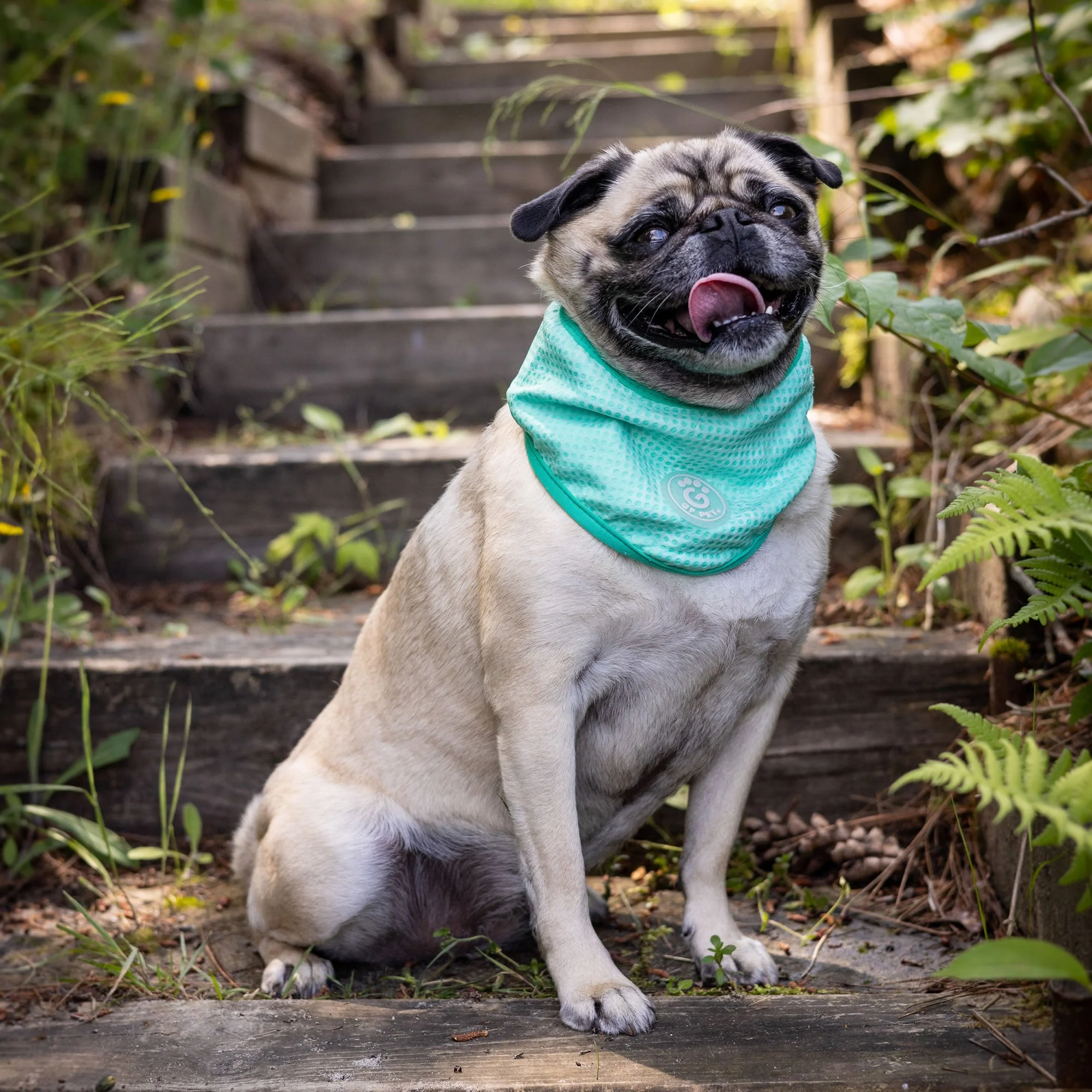 ICE BAND - Dog Cooling Bandana - Aqua - Image 7