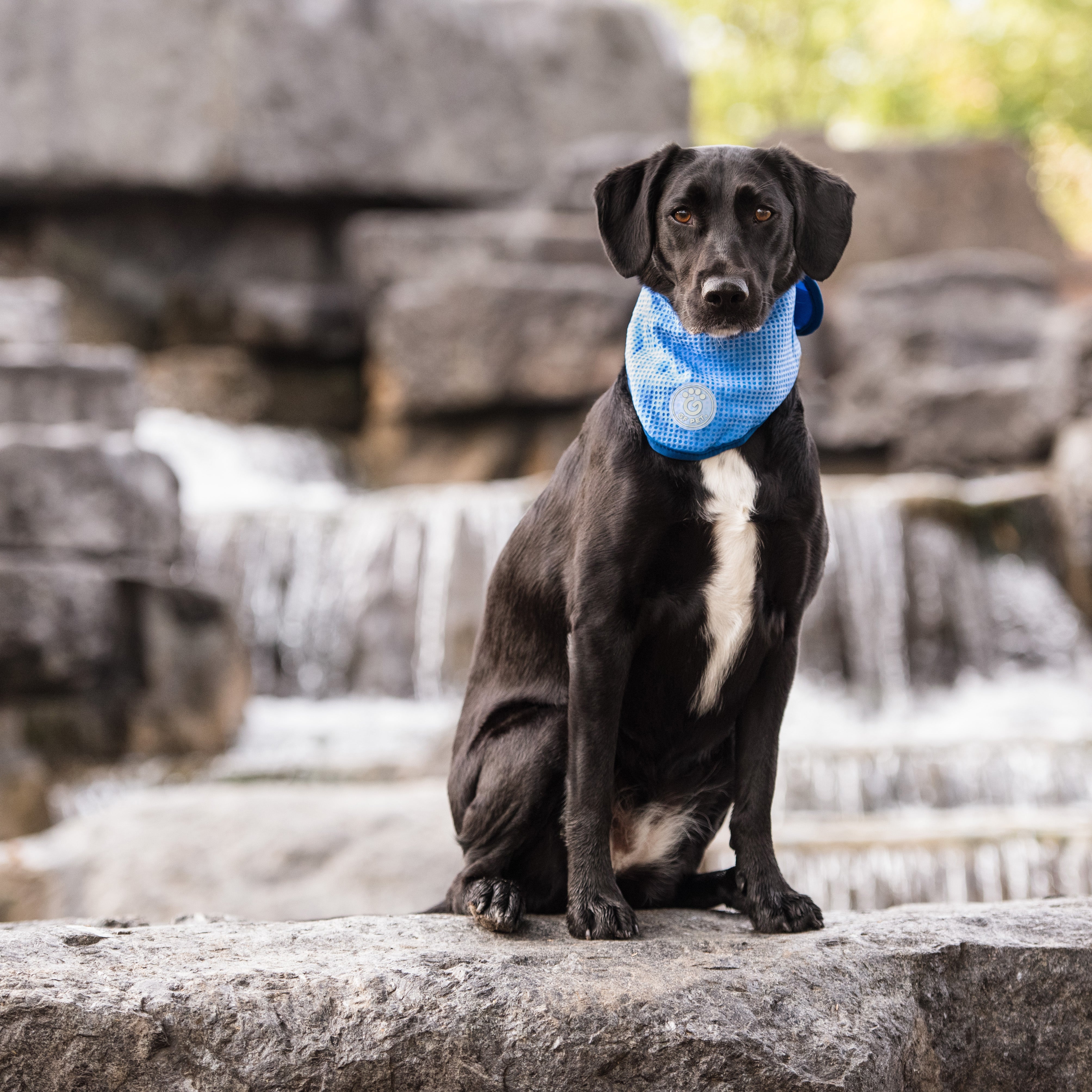 ICE BAND - Dog Cooling Bandana - Blue - Image 4