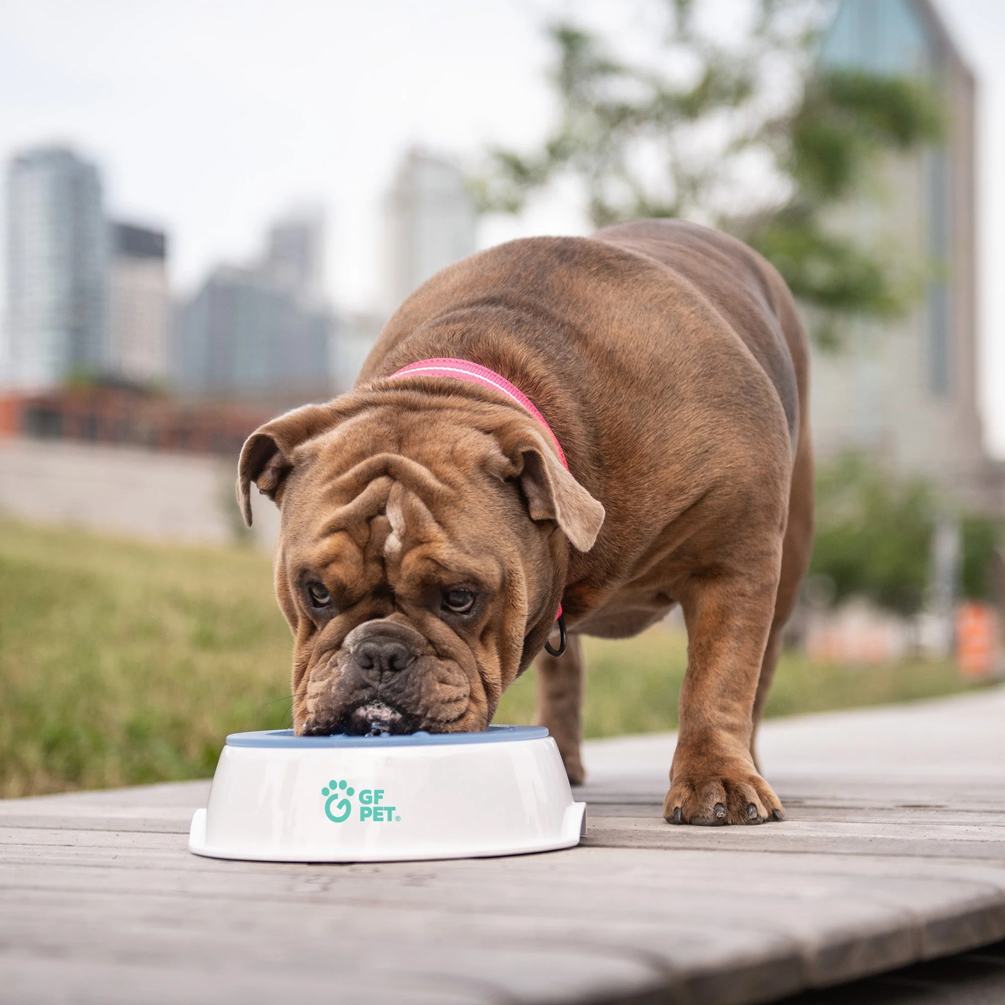 Ice Bowl - Pet Cooling Water Bowl - Image 5