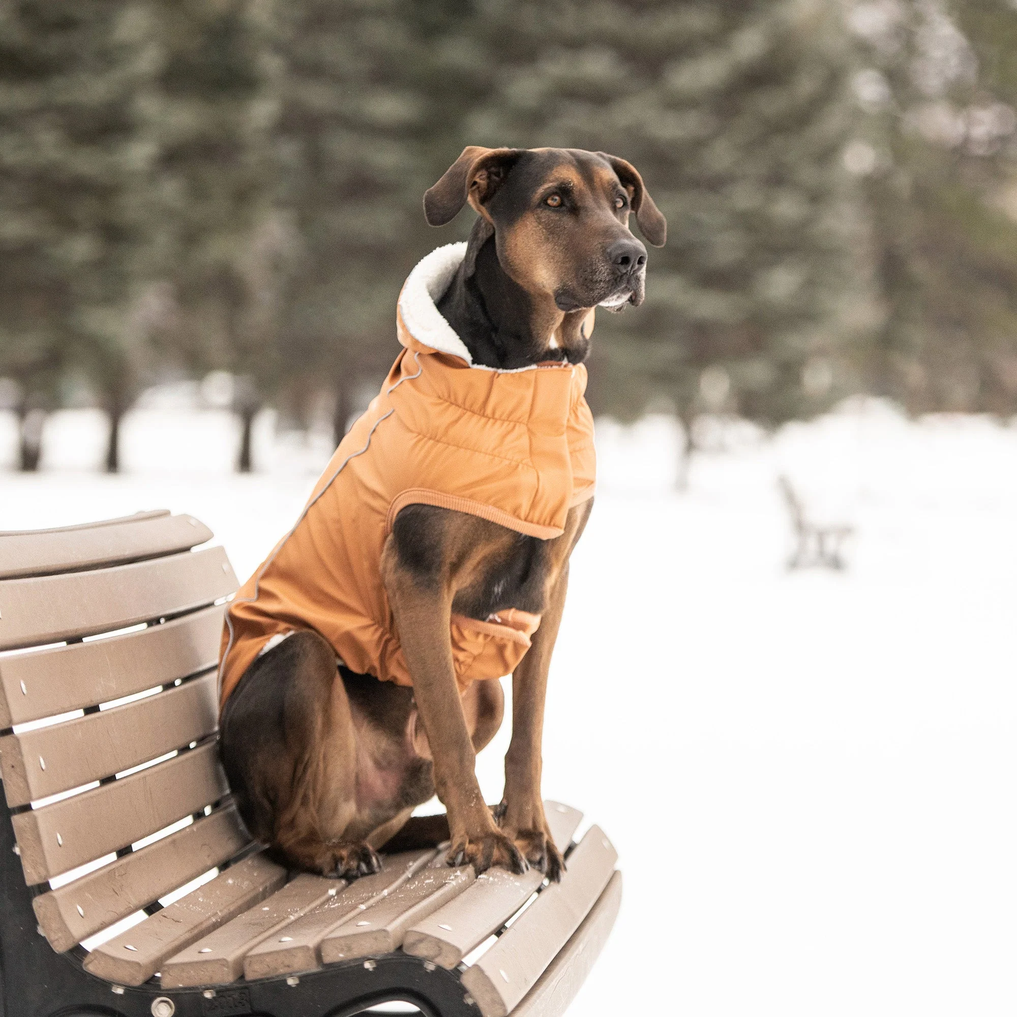Insulated Raincoat - Hazel - Image 5