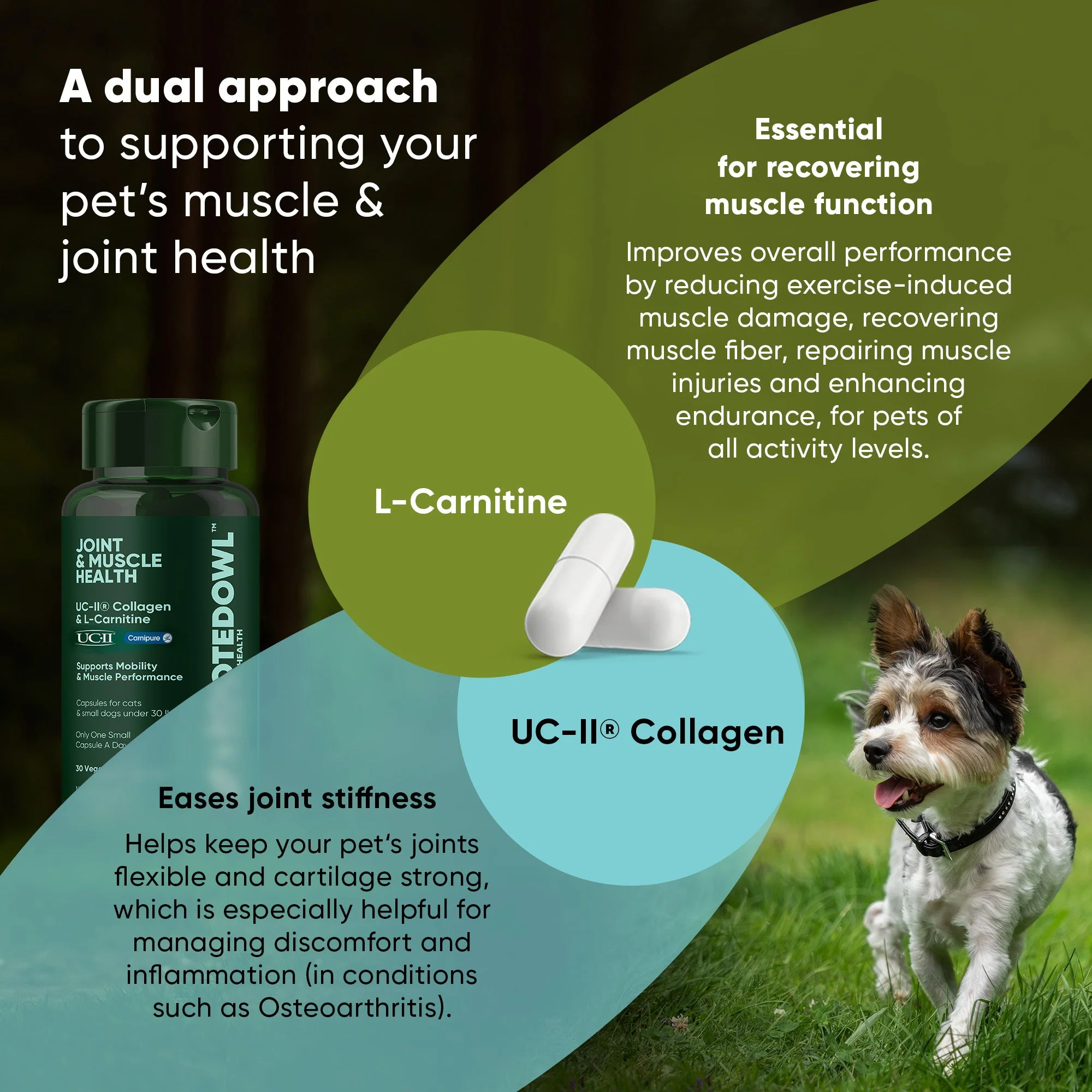 Joint & Muscle Health (Cats & Small Dogs) - Image 21