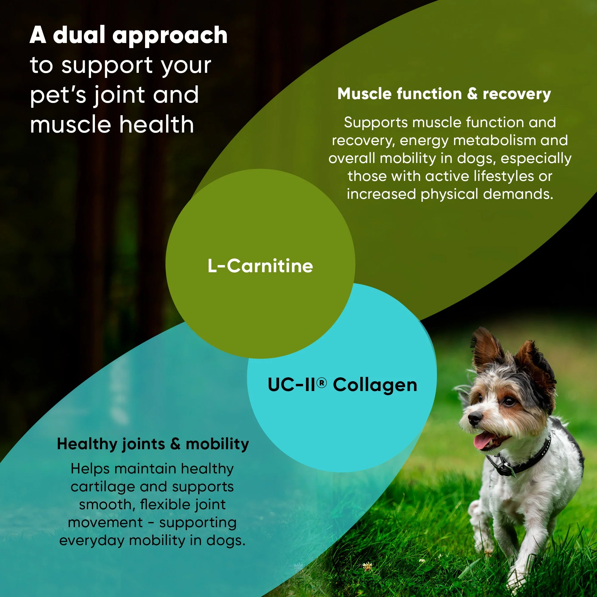 Joint & Muscle Health (Cats & Small Dogs) - Image 26