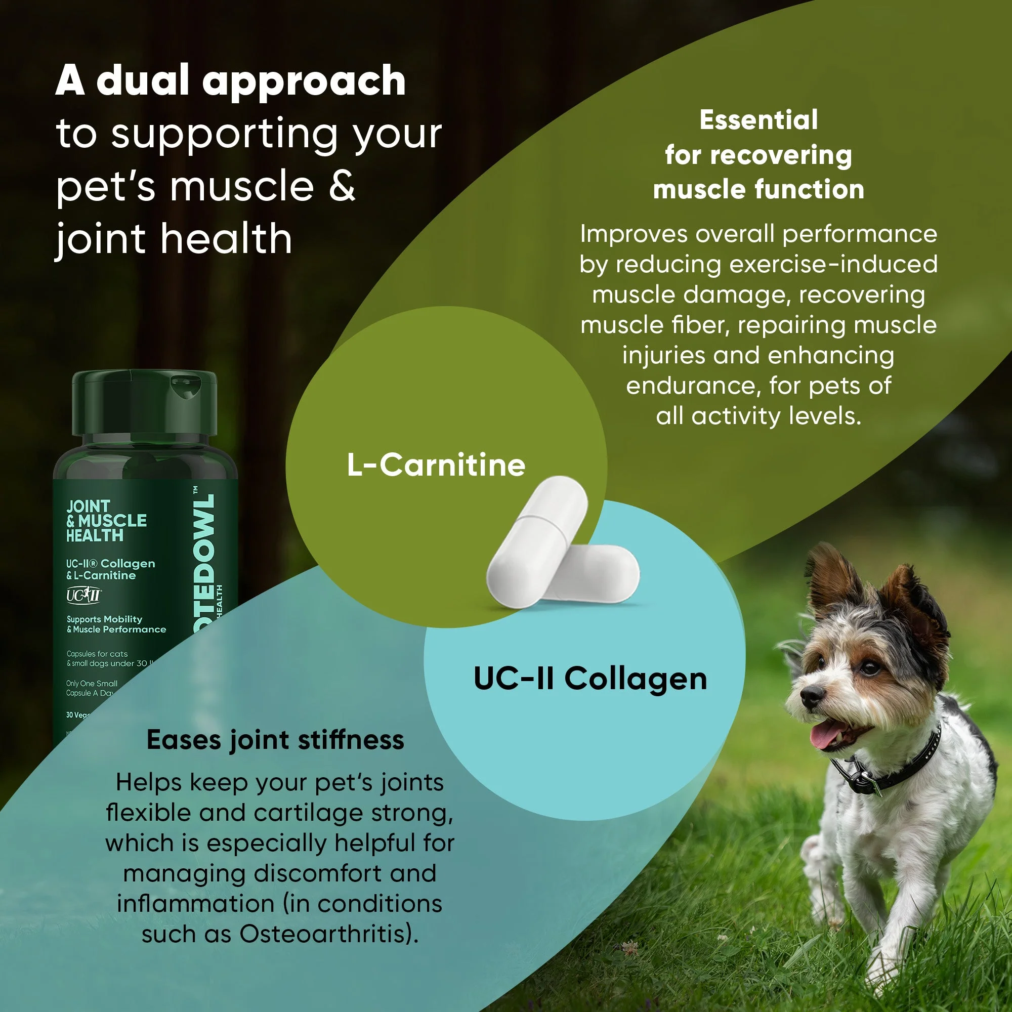 Joint & Muscle Health (Cats & Small Dogs) - Image 4
