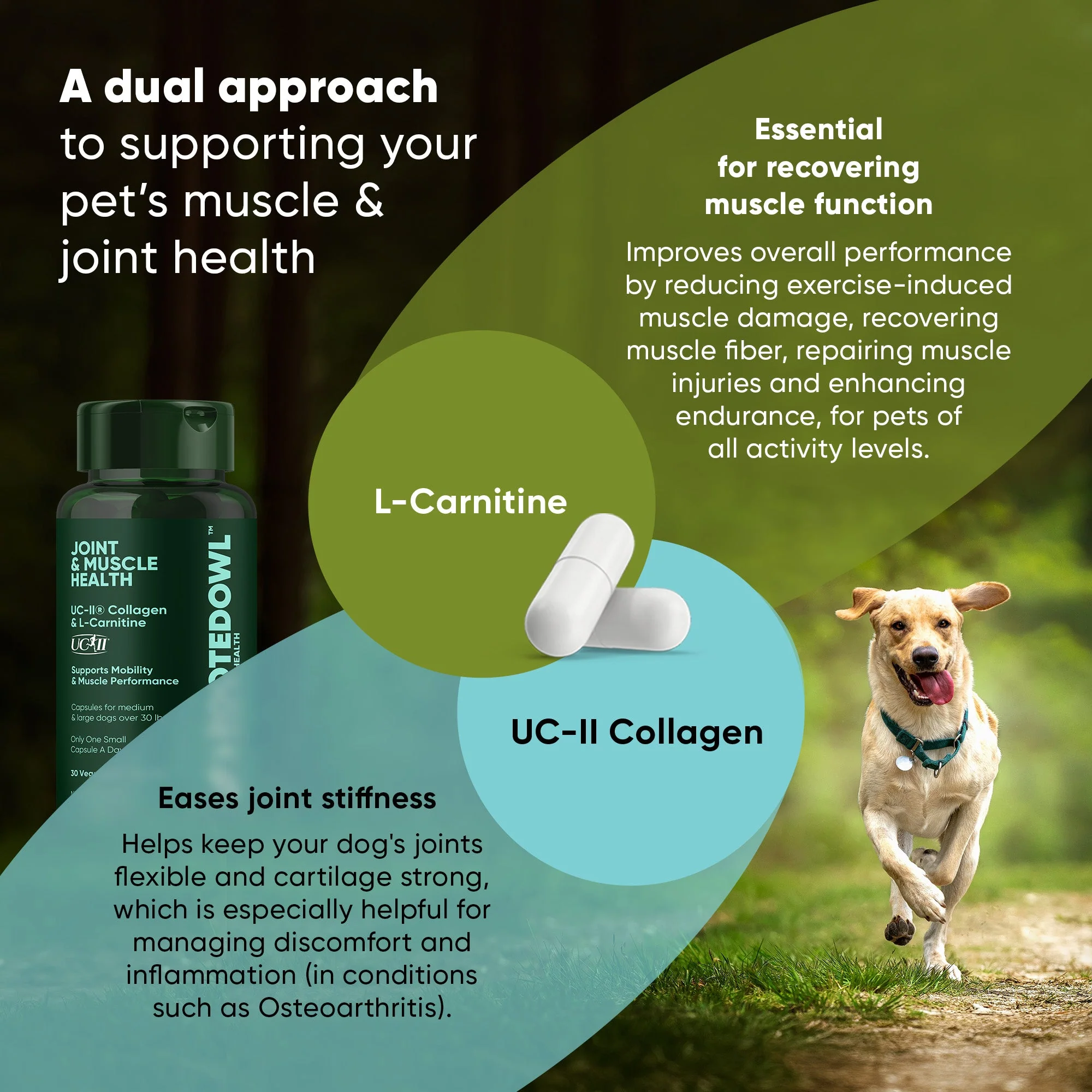 Joint & Muscle Health (Medium & Large Dogs) - Image 4