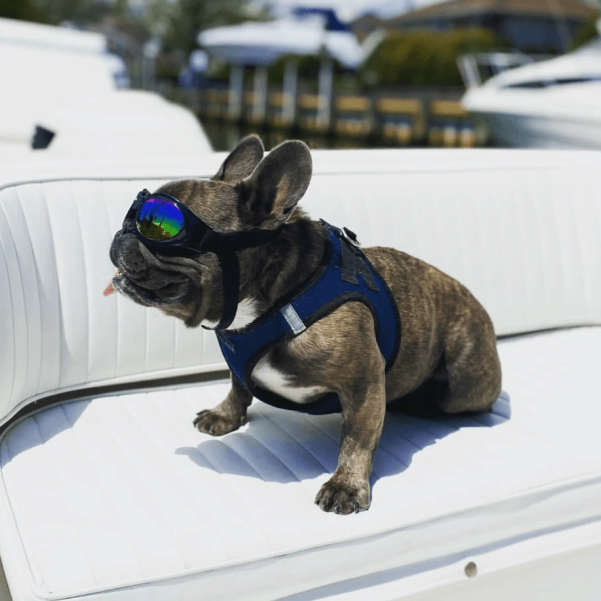 K9 Sport Shades - Dog Goggles - Image 2