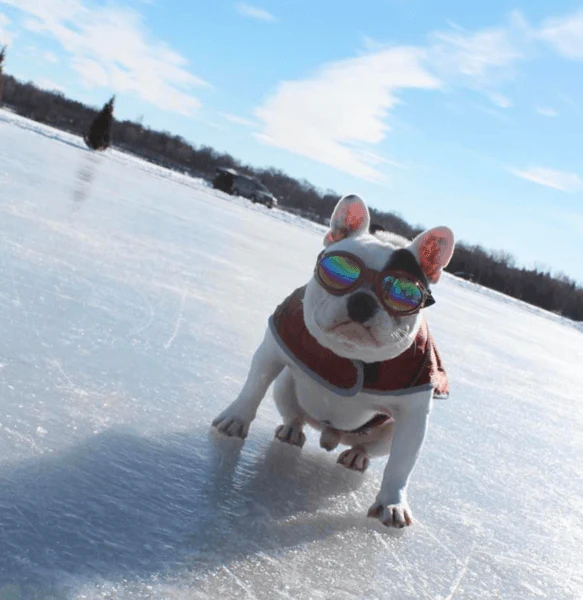K9 Sport Shades - Dog Goggles - Image 4