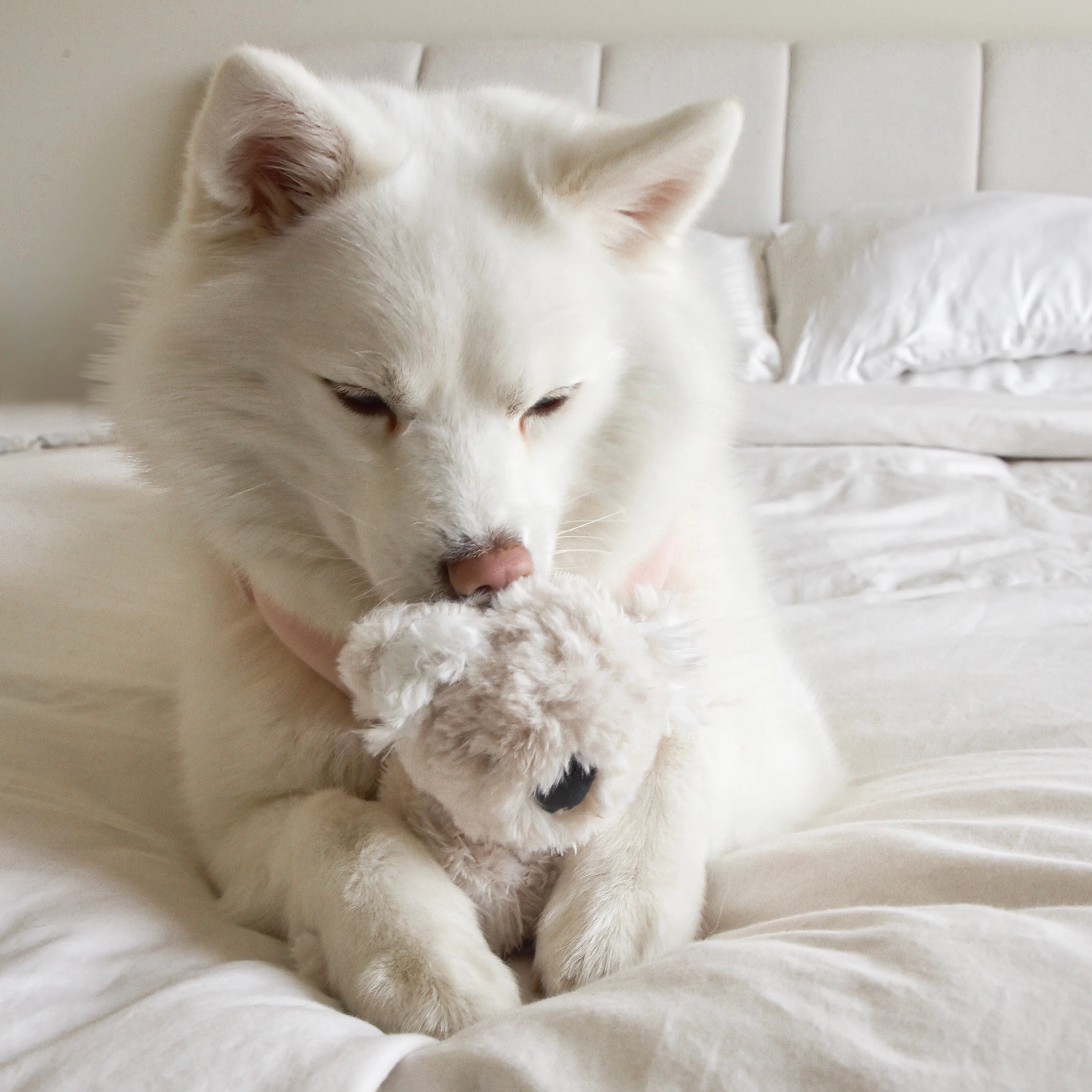 Koko Plushie Set - Image 4