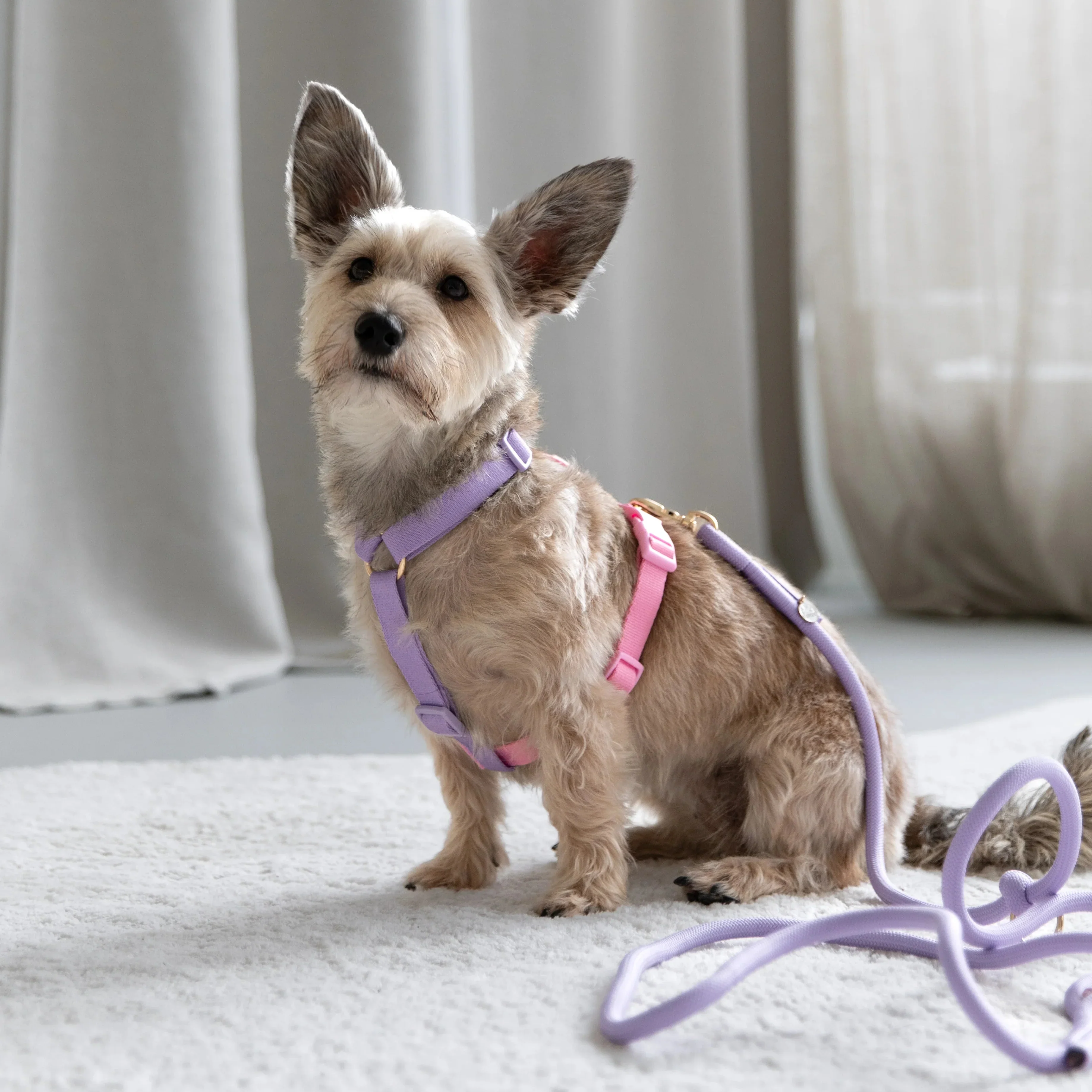 Lavender and Pink - Dog Harness - Image 3