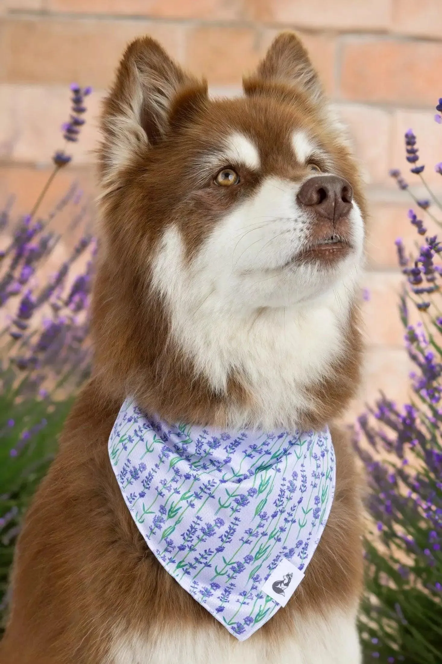 Lavender Blooms Dog Bandana & Matching Keychain - Image 3