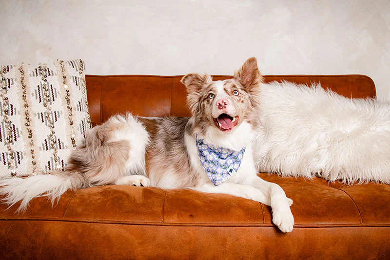 Lavender Dog Bandana - Image 7