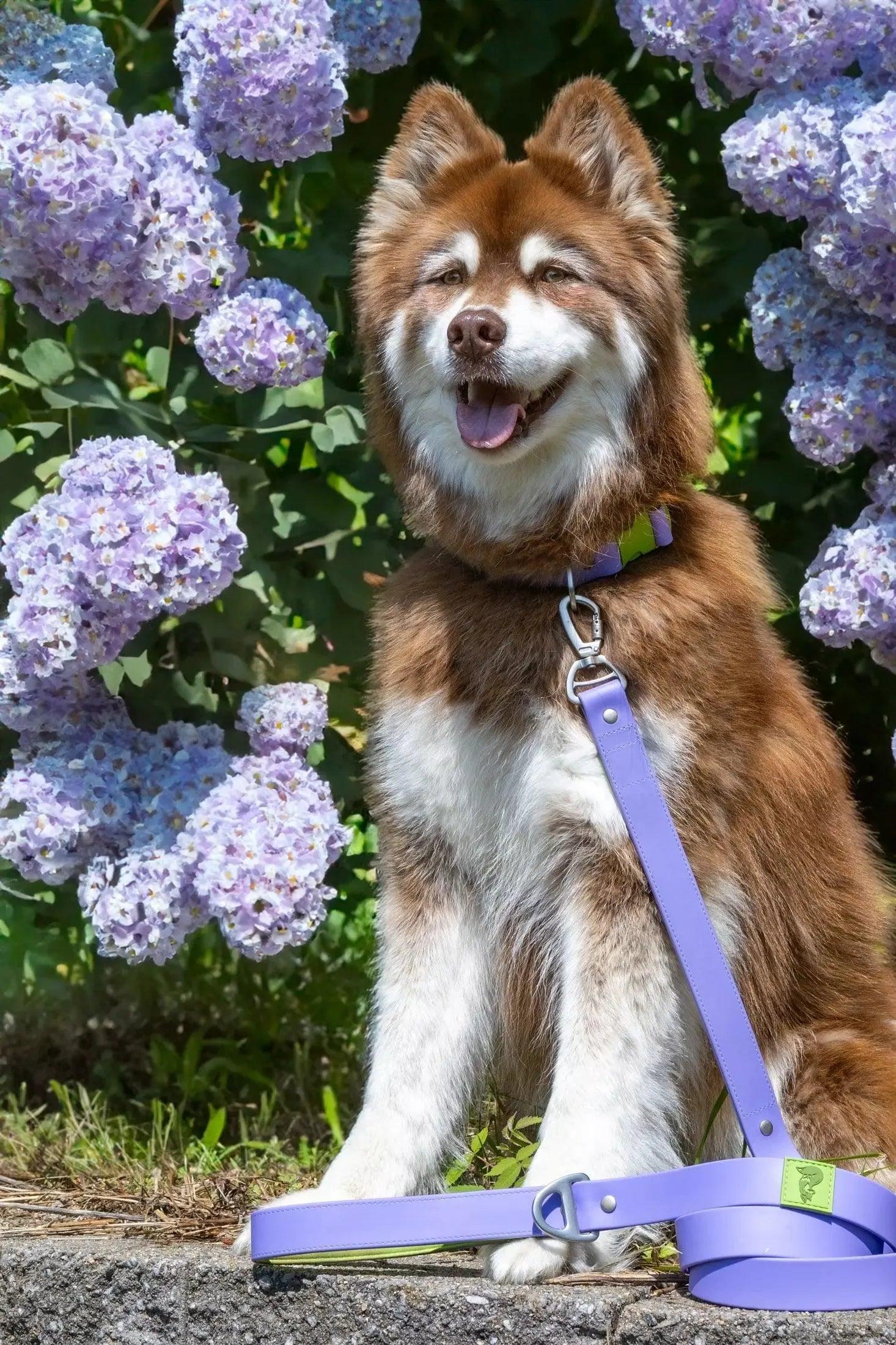 Lavender Garden Waterproof Dog Leash - Image 2