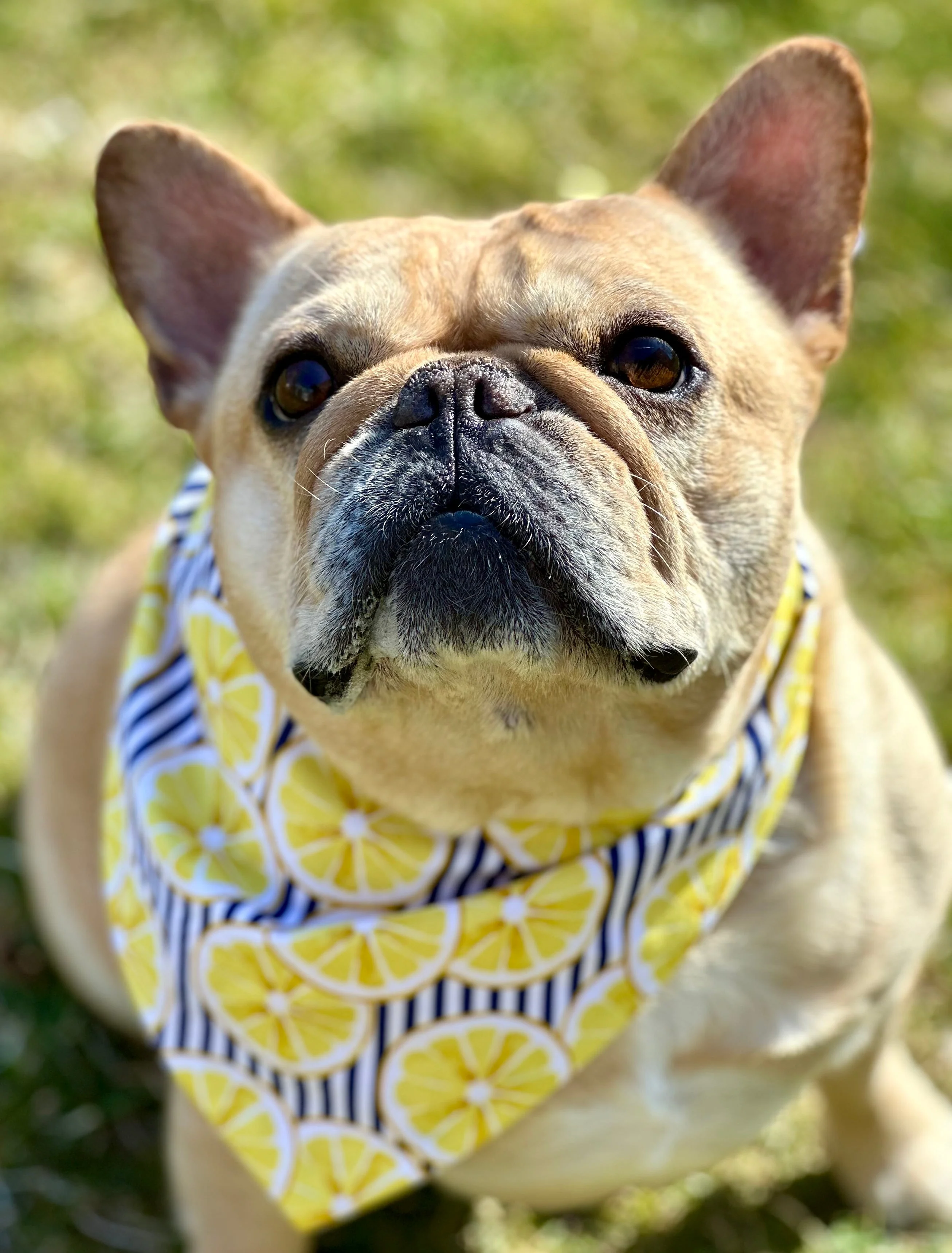 Lemon Dog Bandana - Image 2