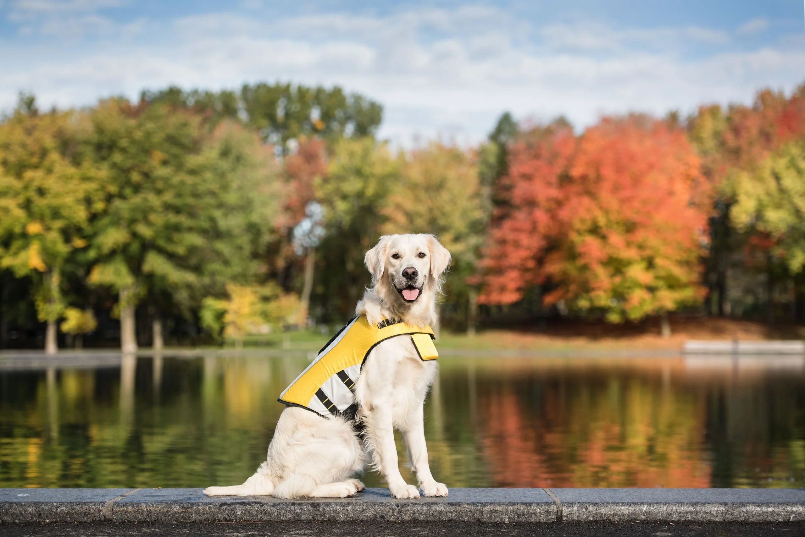 Life Vest - Dog Life Jacket - Image 5
